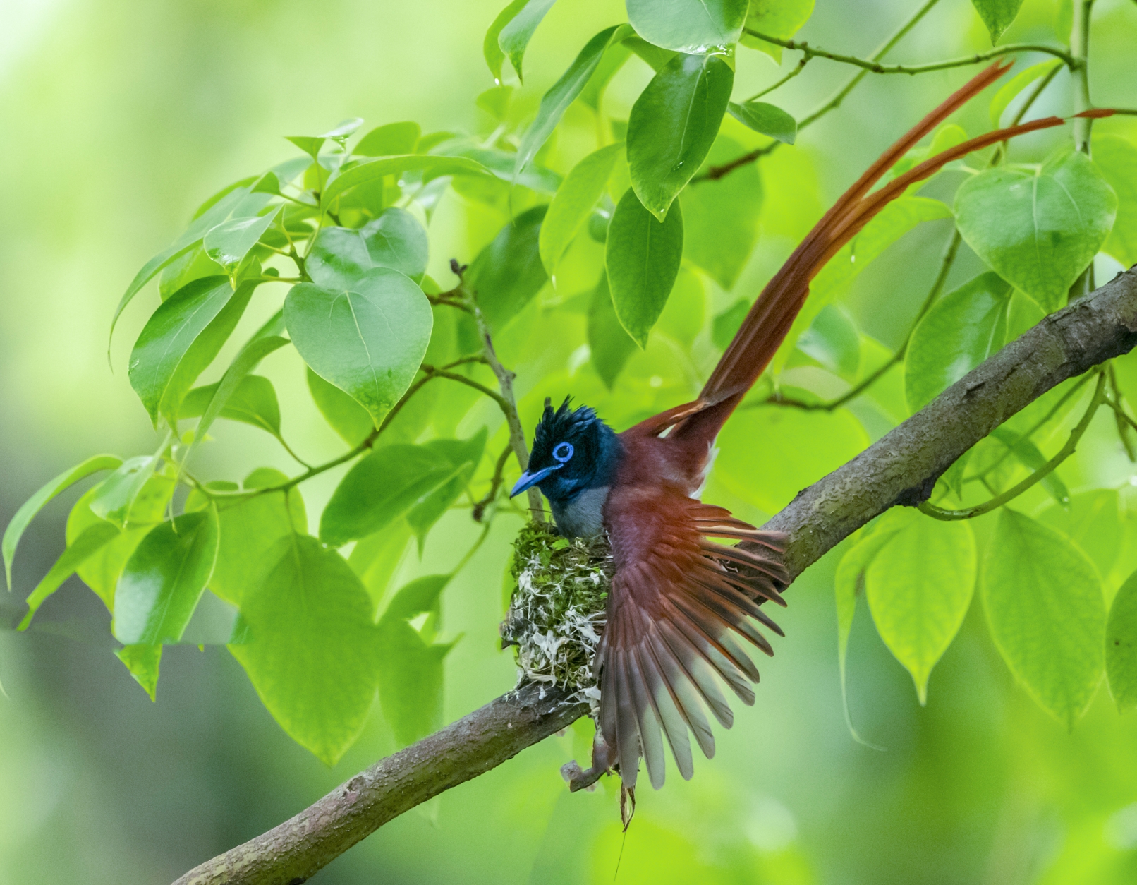 林中仙子寿带鸟黄国范摄制