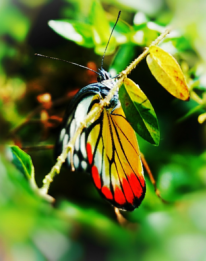 【原创首发】蝴蝶迷