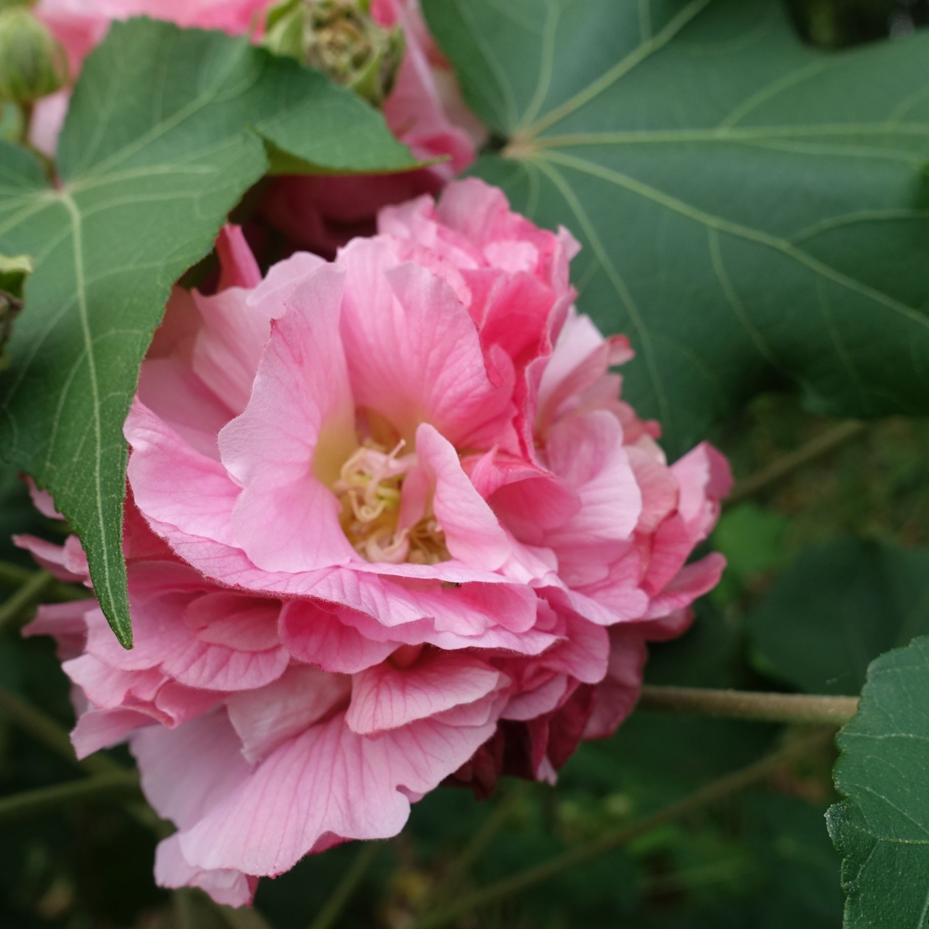 木芙蓉是成都的市花.其花語為纖細之美,貞操,純潔.