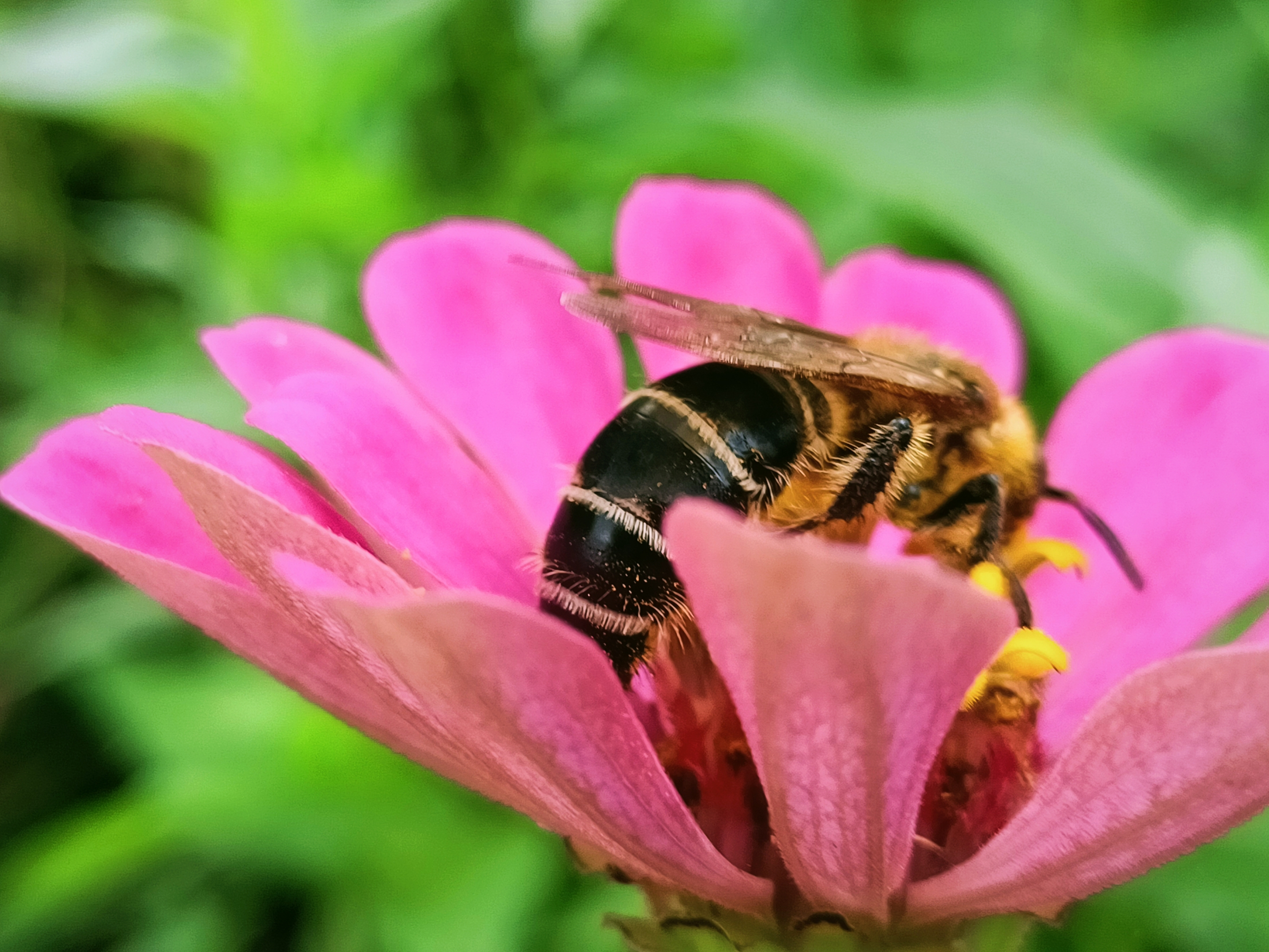 蜜蜂恋花图片大全图片