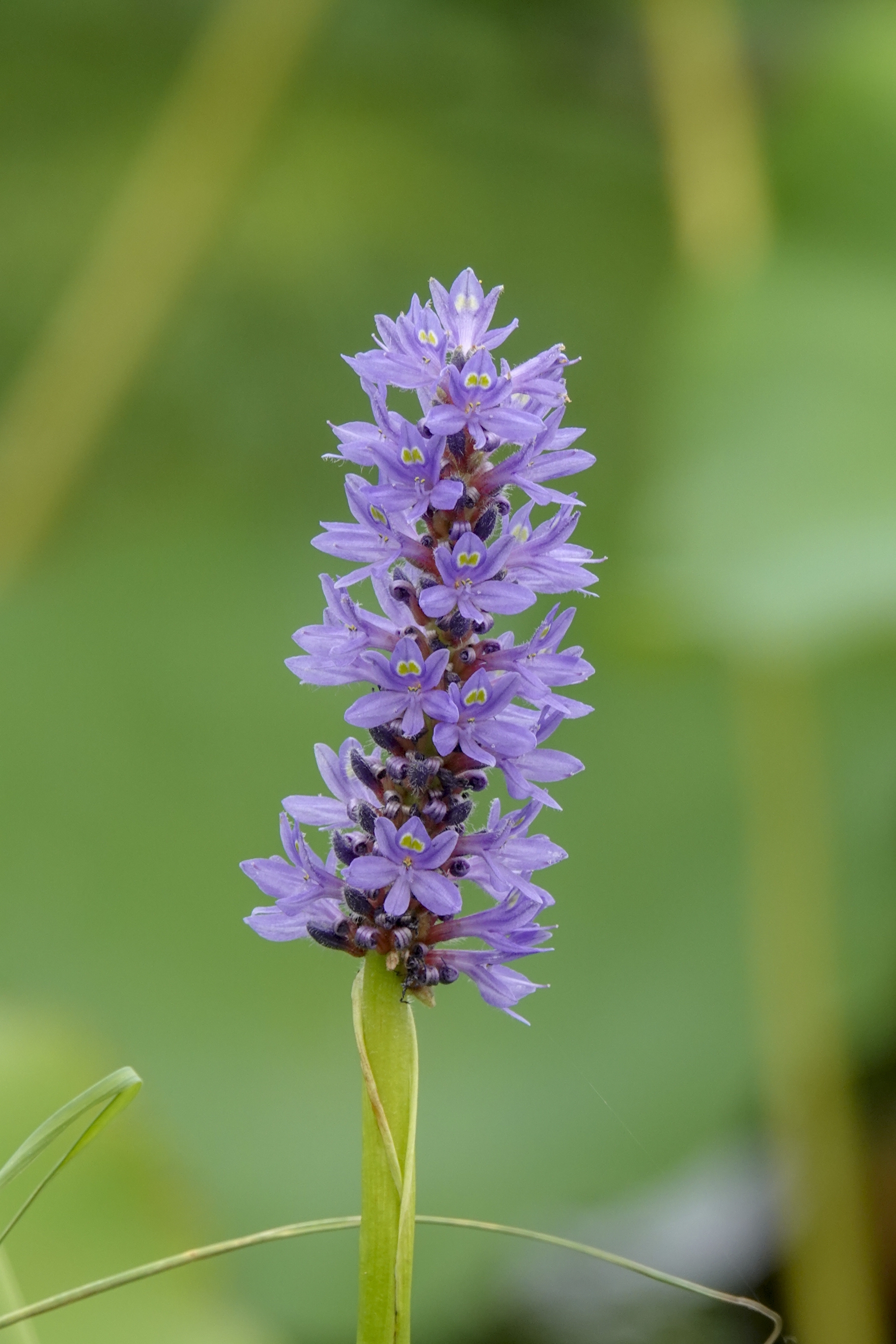 【首发】梭鱼草(1)