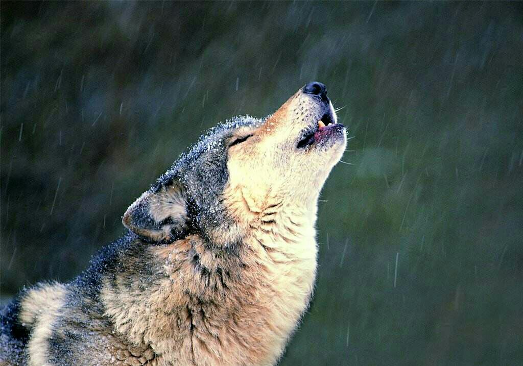 野狼凶猛照片图片
