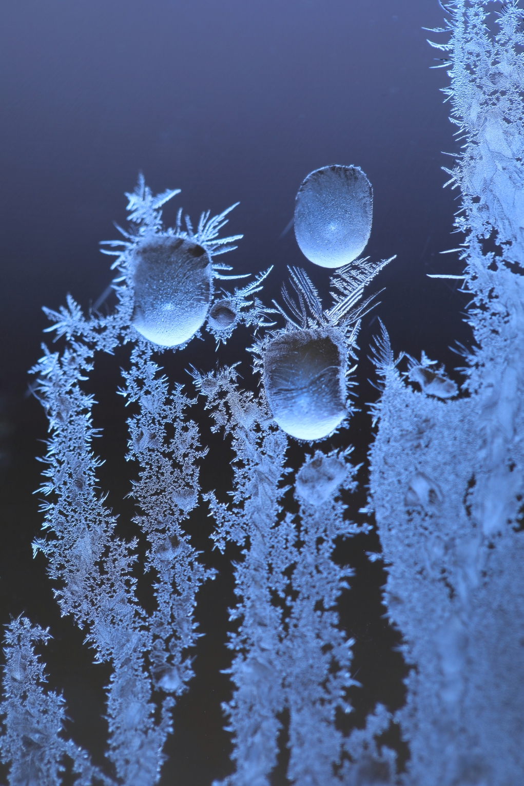 微距摄影冰凌窗花