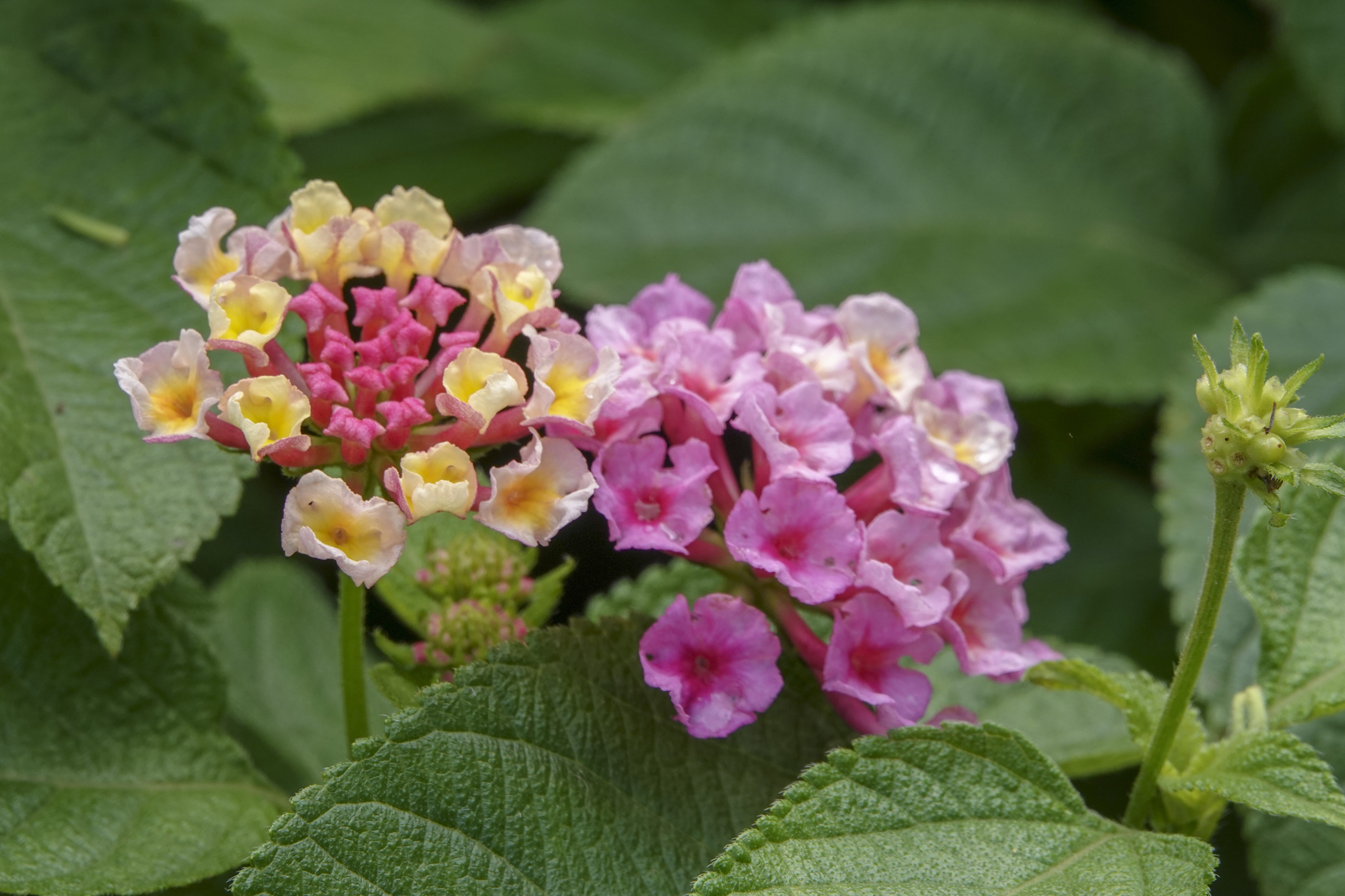 【首发】五色梅(十四)