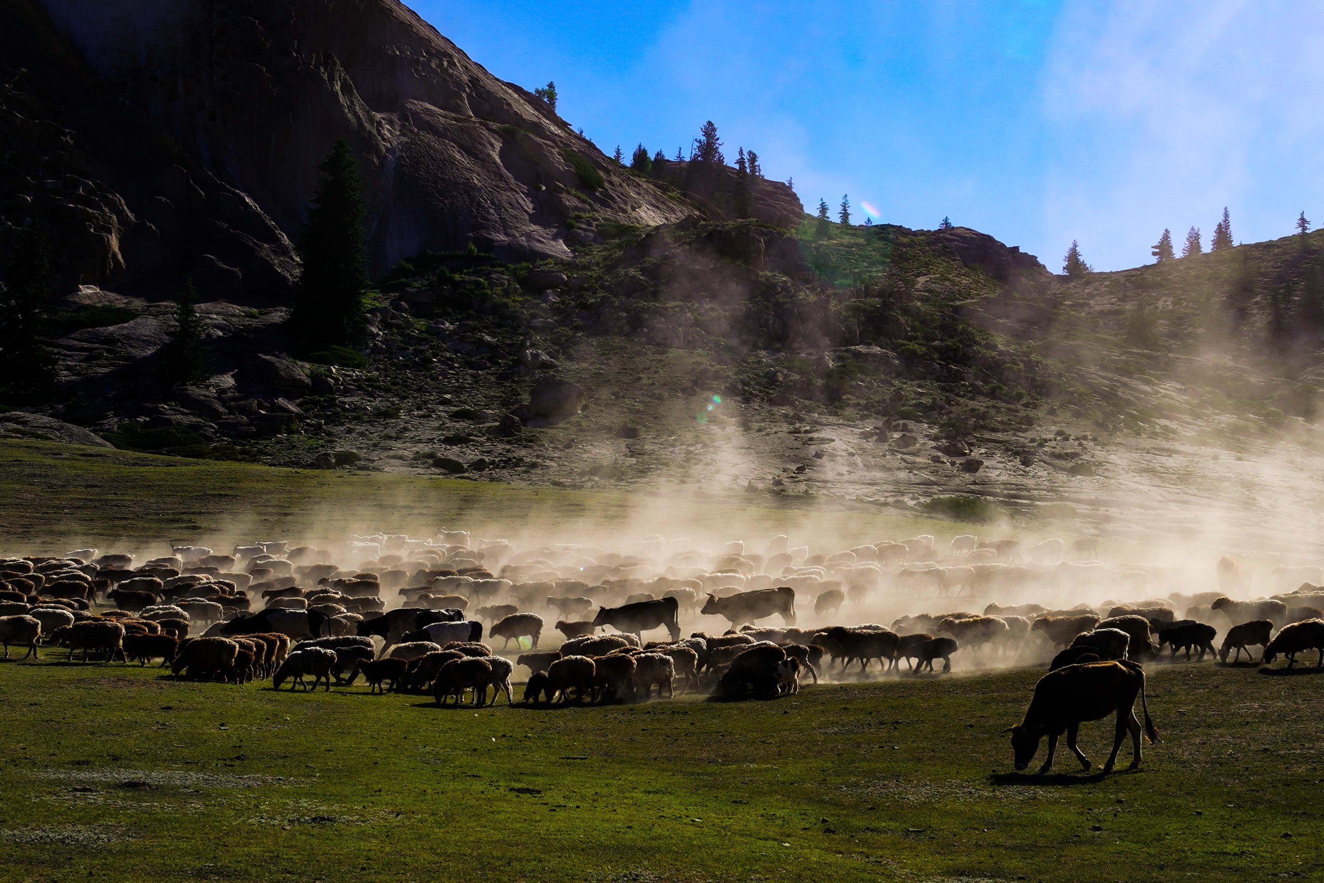 可可托海牧羊群