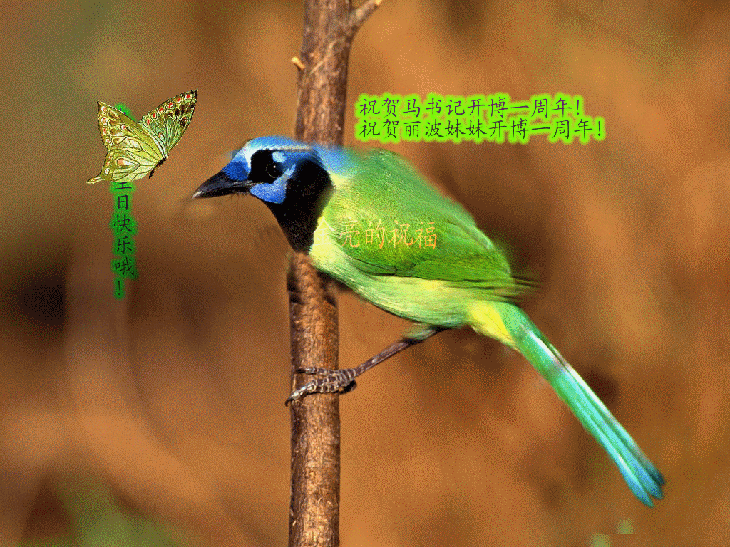 秋风凉爽百鸟争鸣