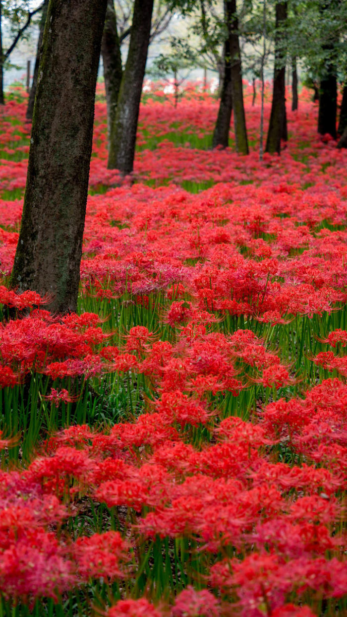 彼岸花开,你在将谁等待?