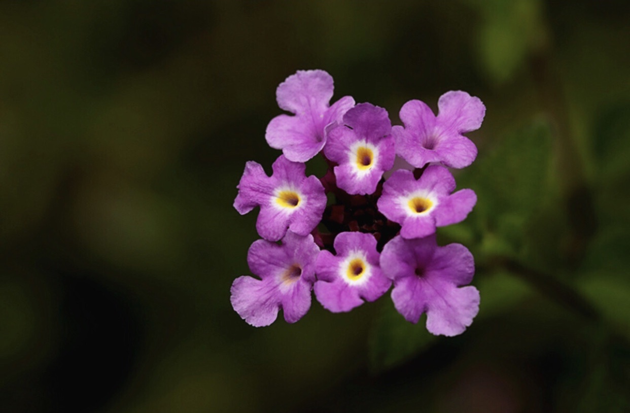 [首发]紫色马缨丹