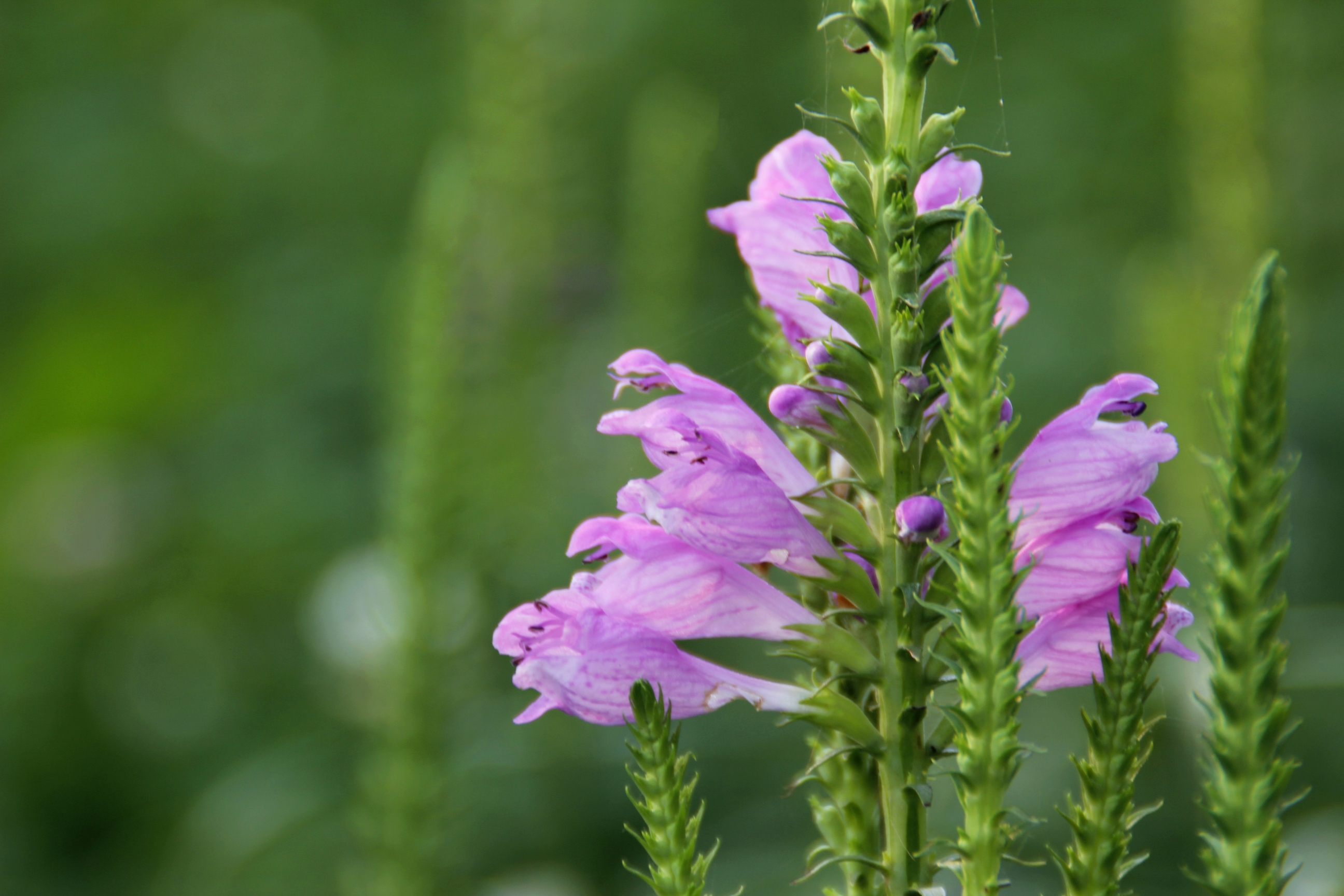 首发叶秀花艳的随意草