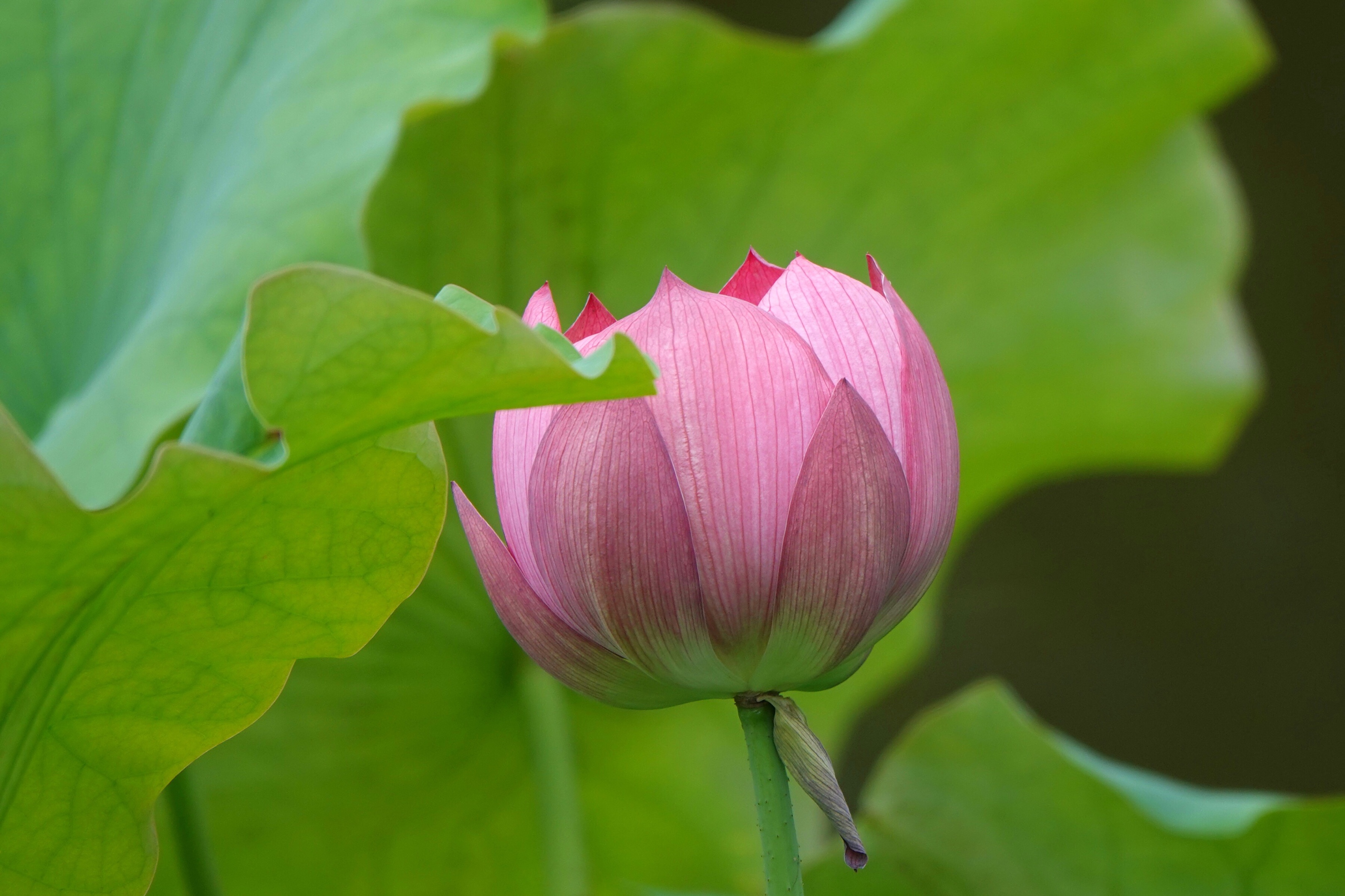 美丽莲花含苞待放图片图片