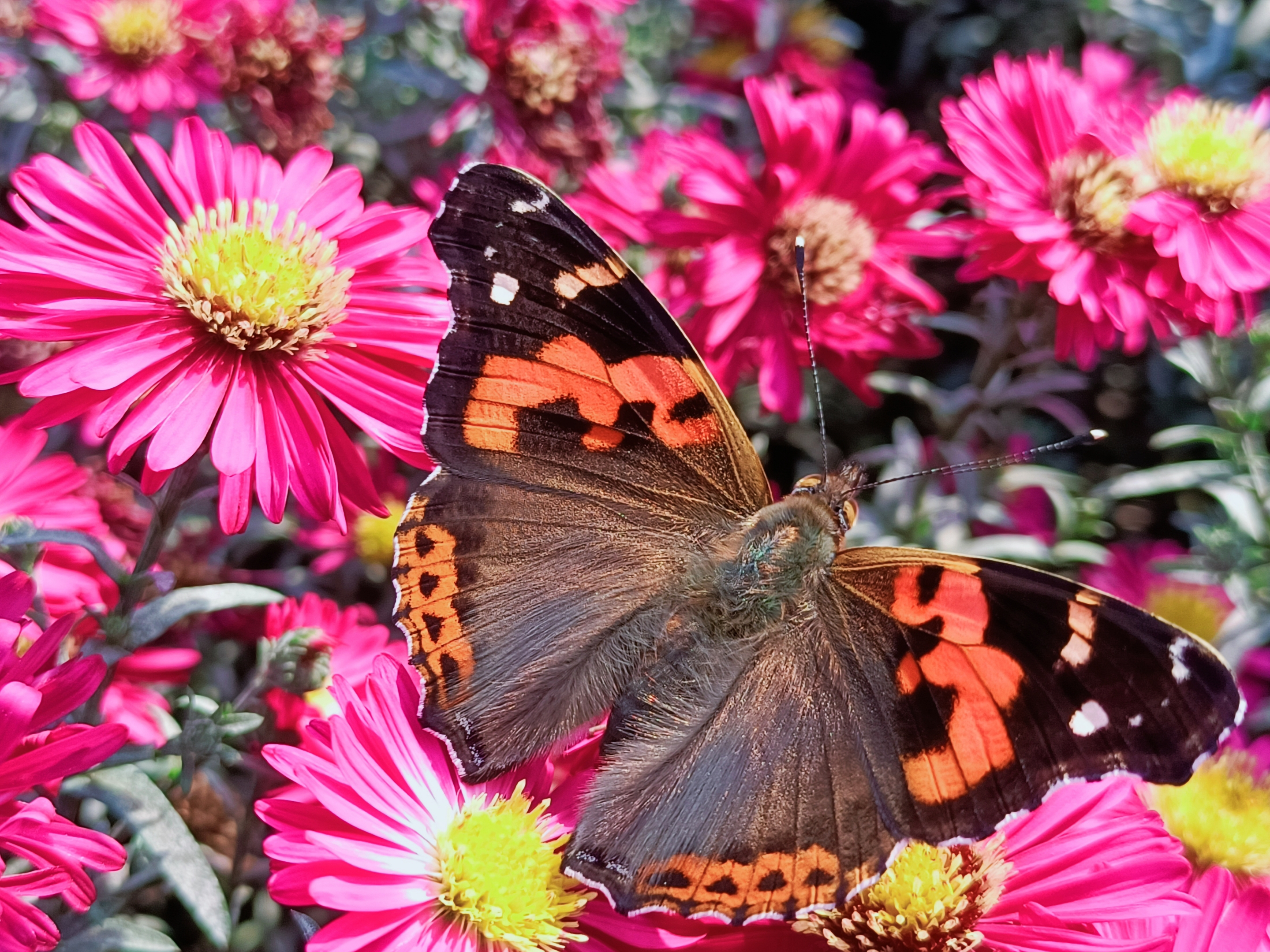 彩蝶翩翩(九)(原创首发)
