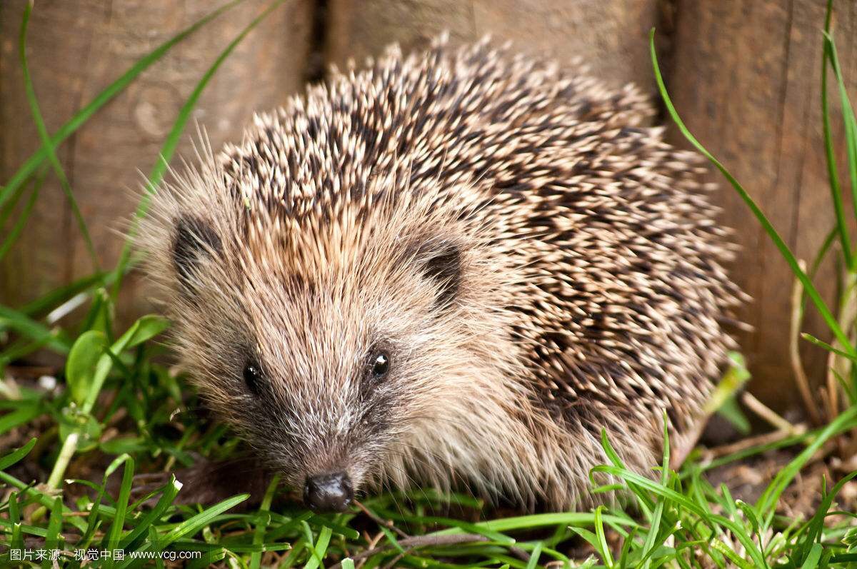 我们都是孤独的刺猬,只有频率相同的人,才能看见彼此内心深处