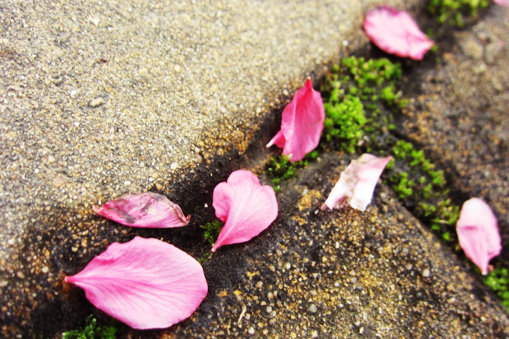 四月桃花落故乡