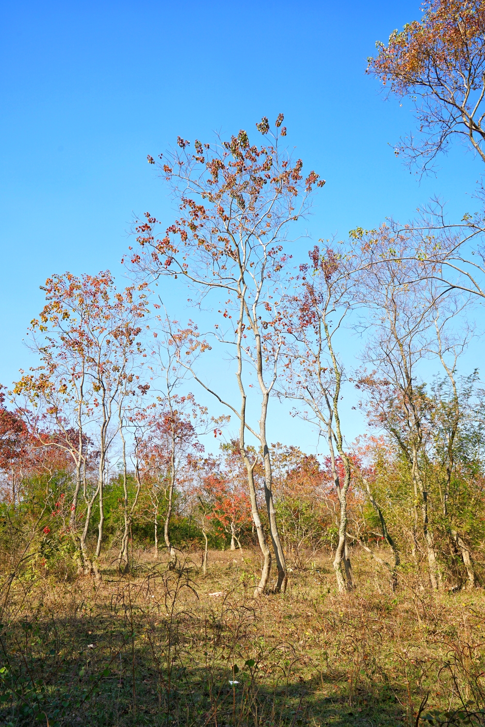 桂林漓江乌桕滩叶红时