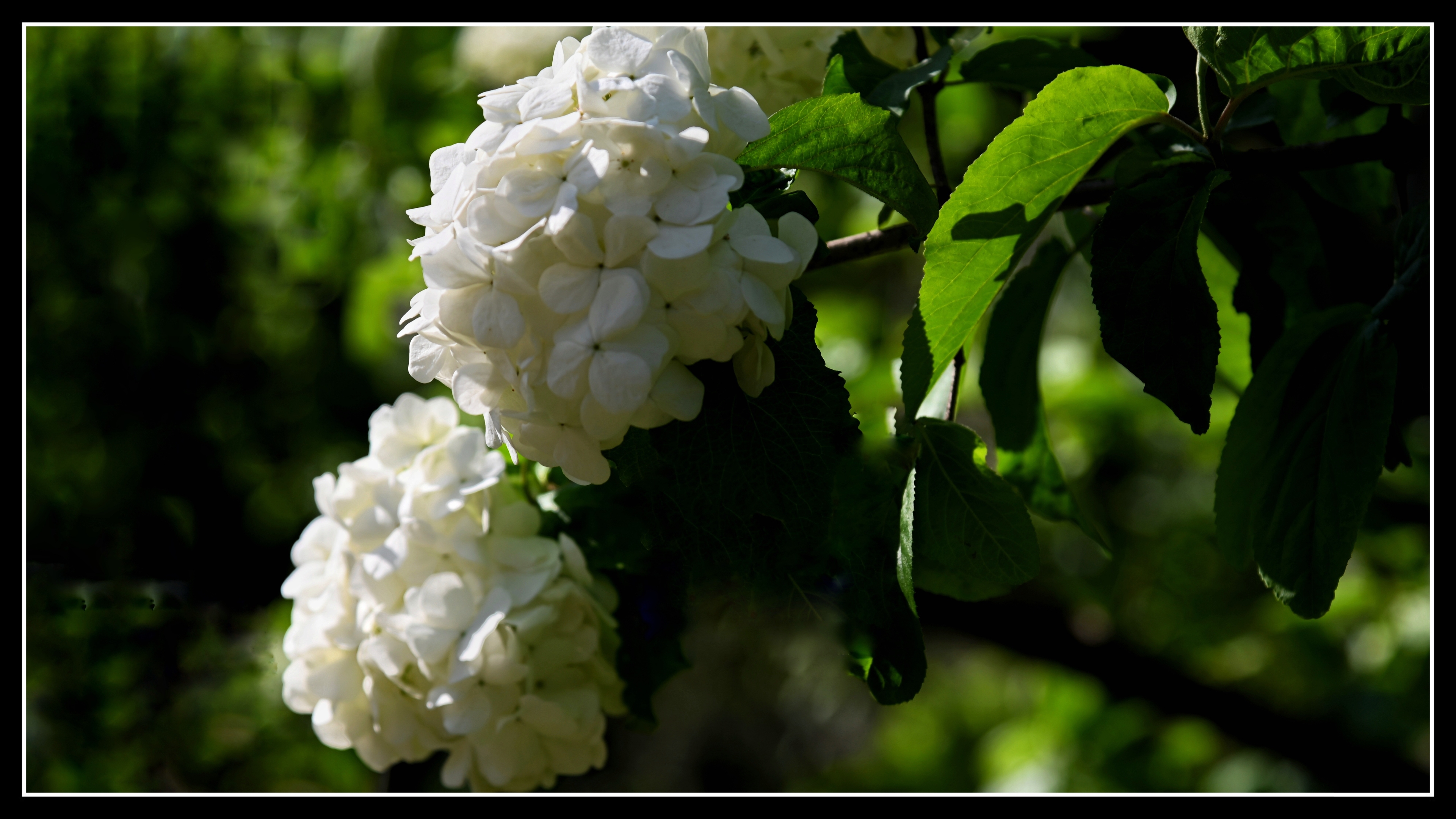 洁白的绣球荚蒾《首发》