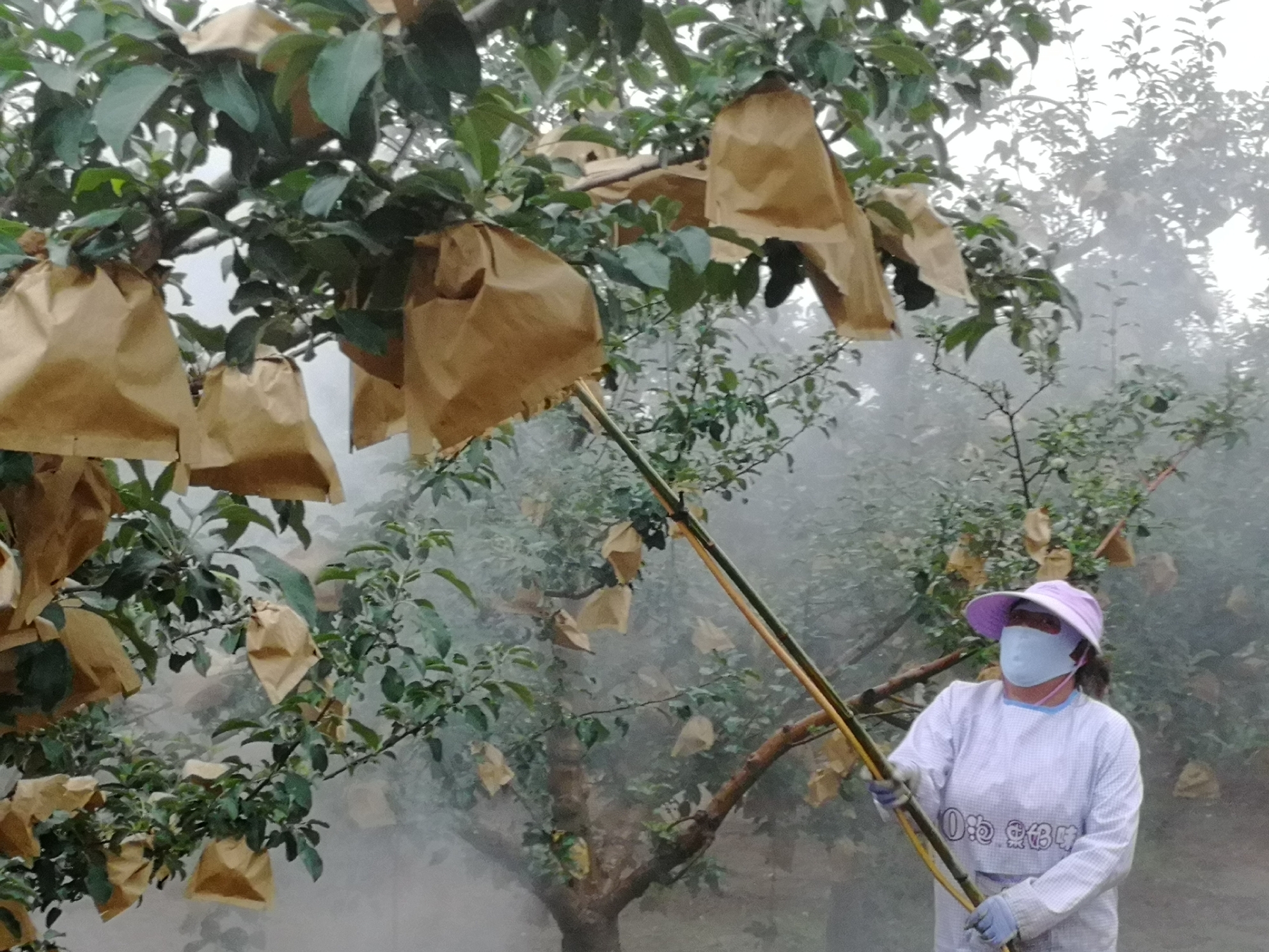 治虫打药打药防虫脱掉纸袋脱纸袋铺反光膜苹果96开始转色了慢慢红啦