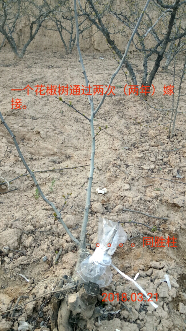 花椒树的嫁接技术