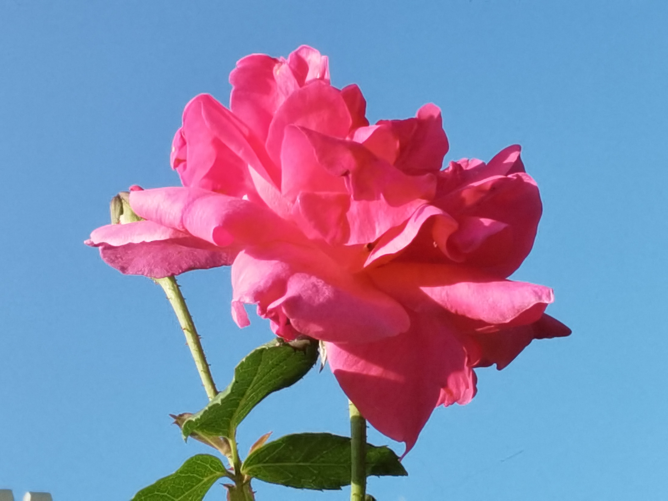 蓝天下的鲜花真好看