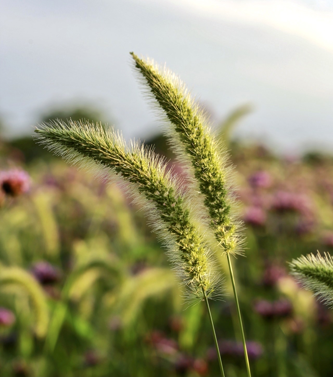 【首发】狗尾巴花(三)