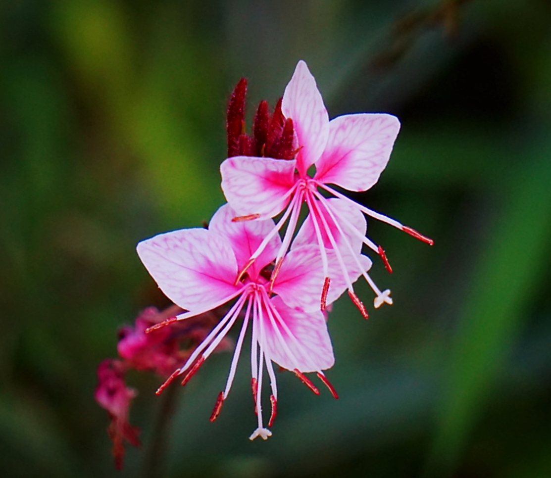 微距下的山桃草(原创首发)
