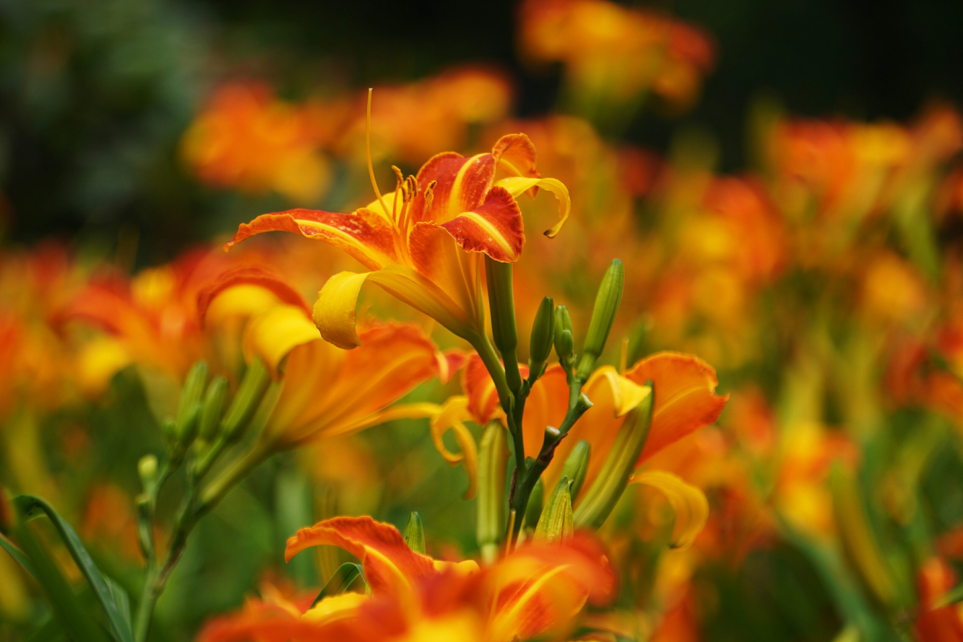 摄影原创 :  fanny 萱草花多为橙黄色,花色属于暖色