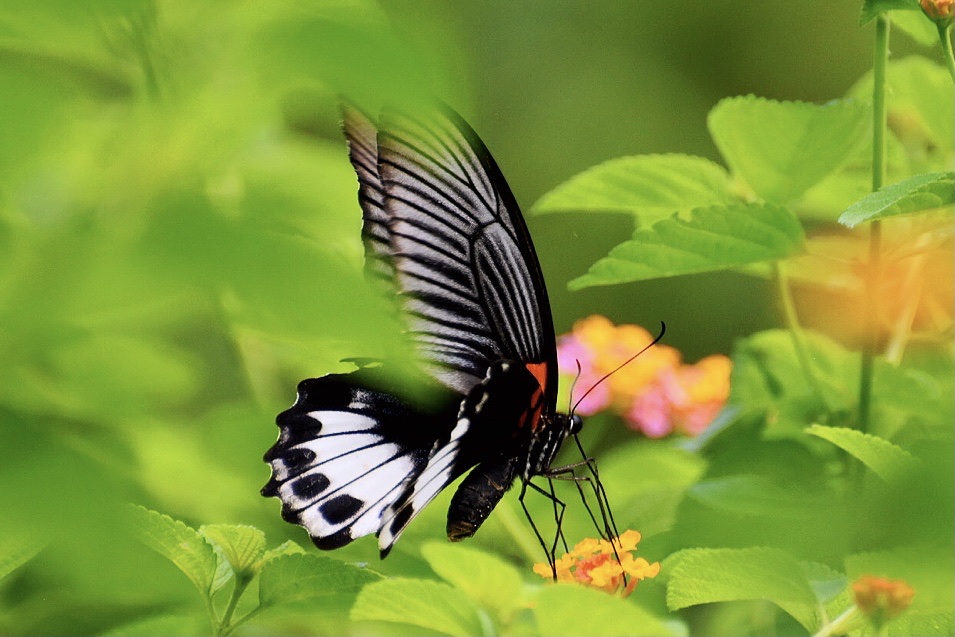 首发〕凤舞九天.美凤蝶
