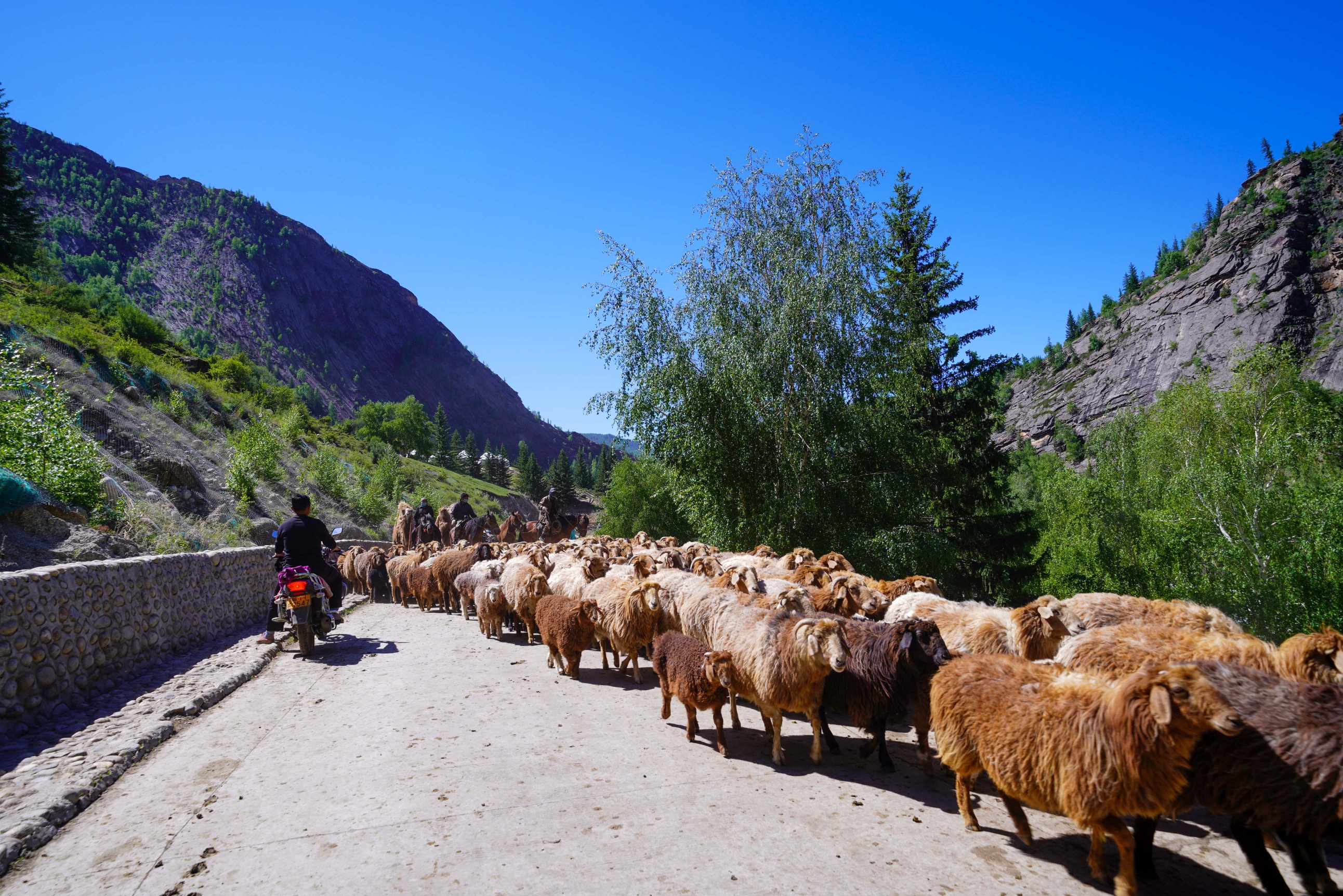 可可托海牧羊群