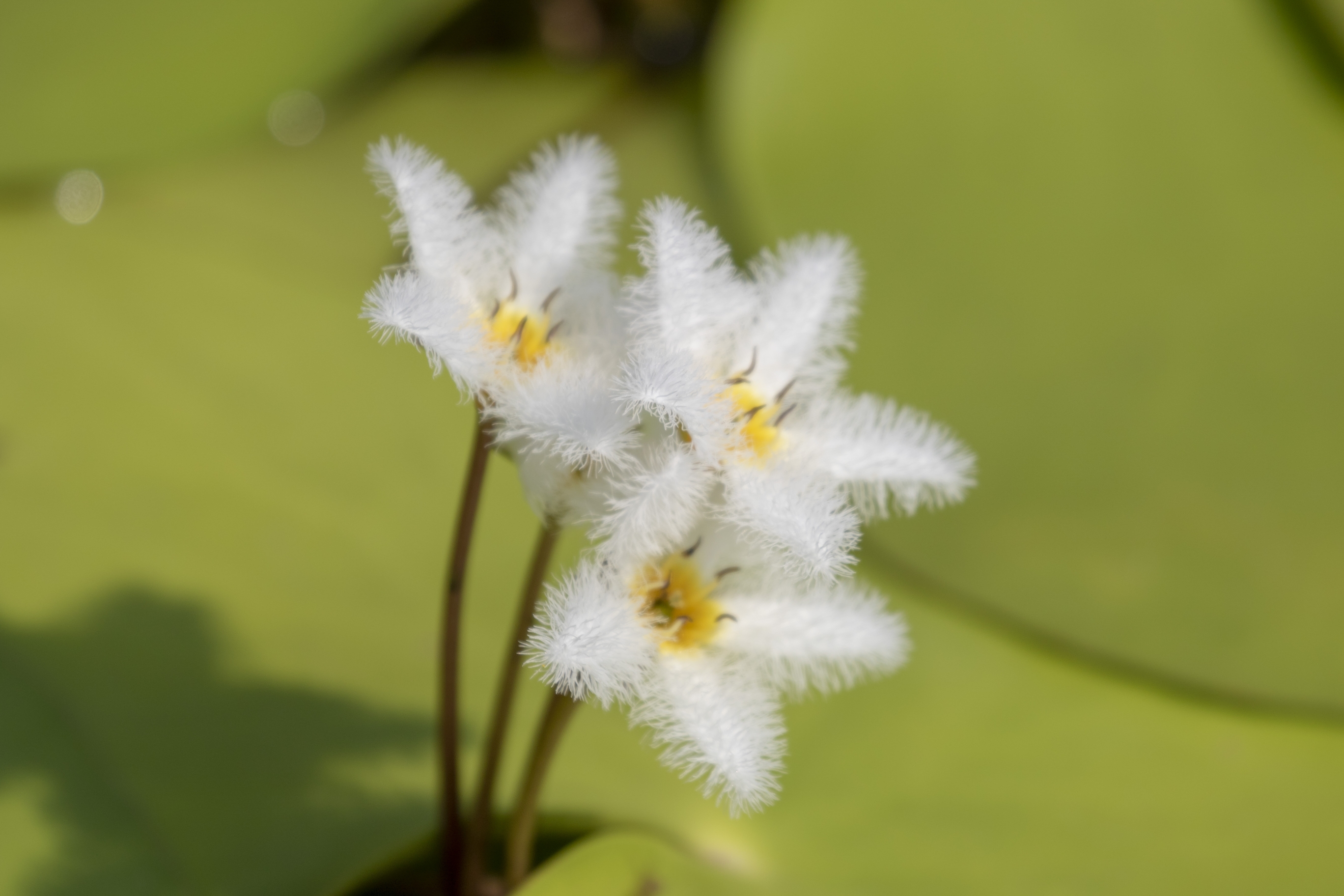 【首发】金银莲花(4)