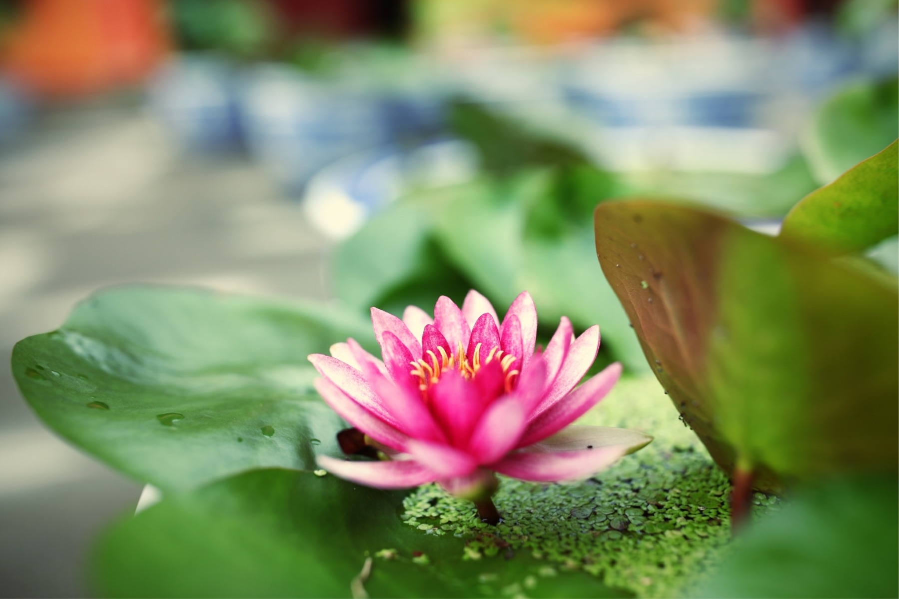 水中莲花心上佛