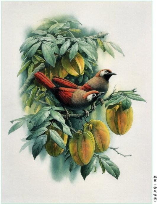 精选曾孝濂老师精美44幅油画作品百鸟图欣赏