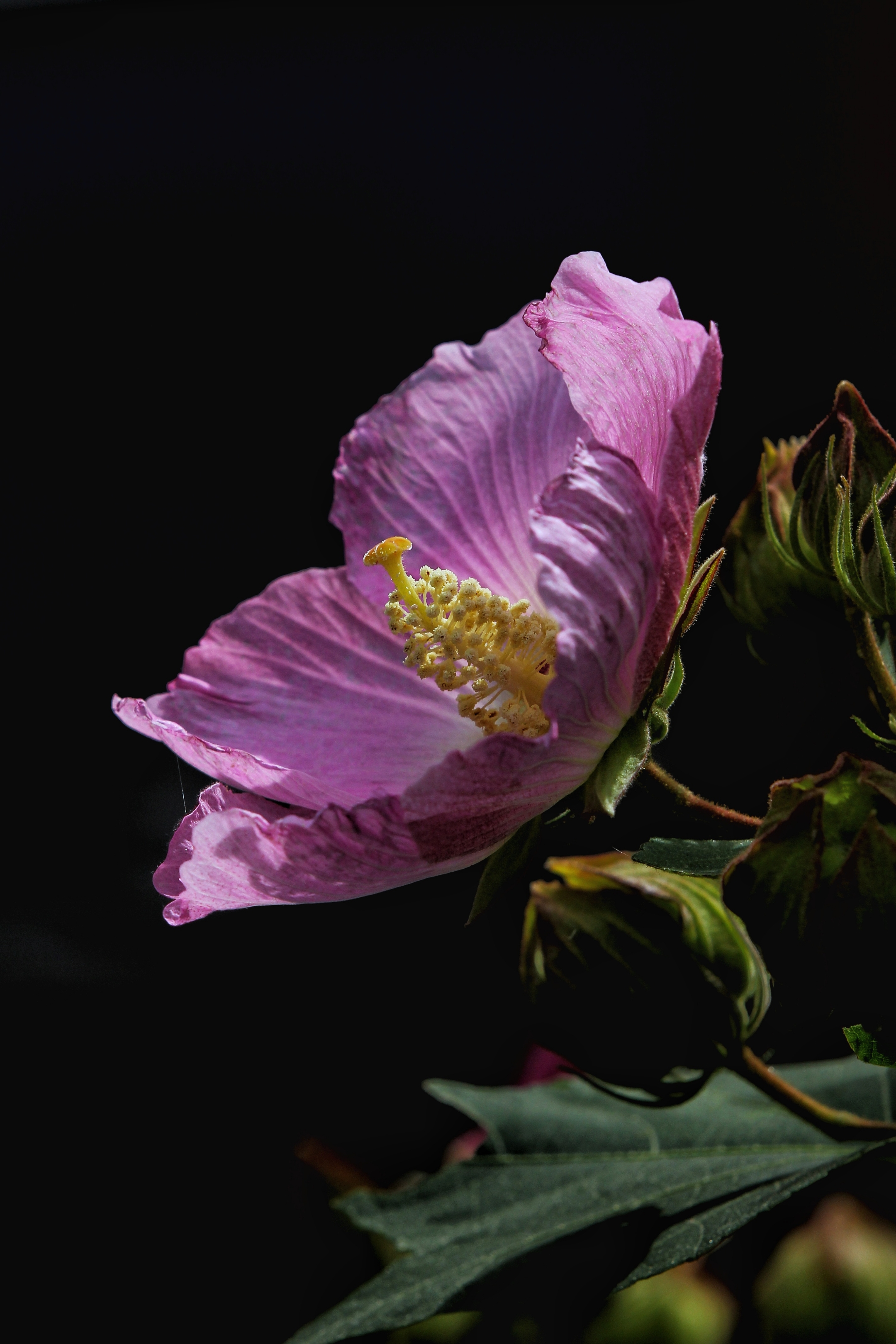 纤细之美――木芙蓉