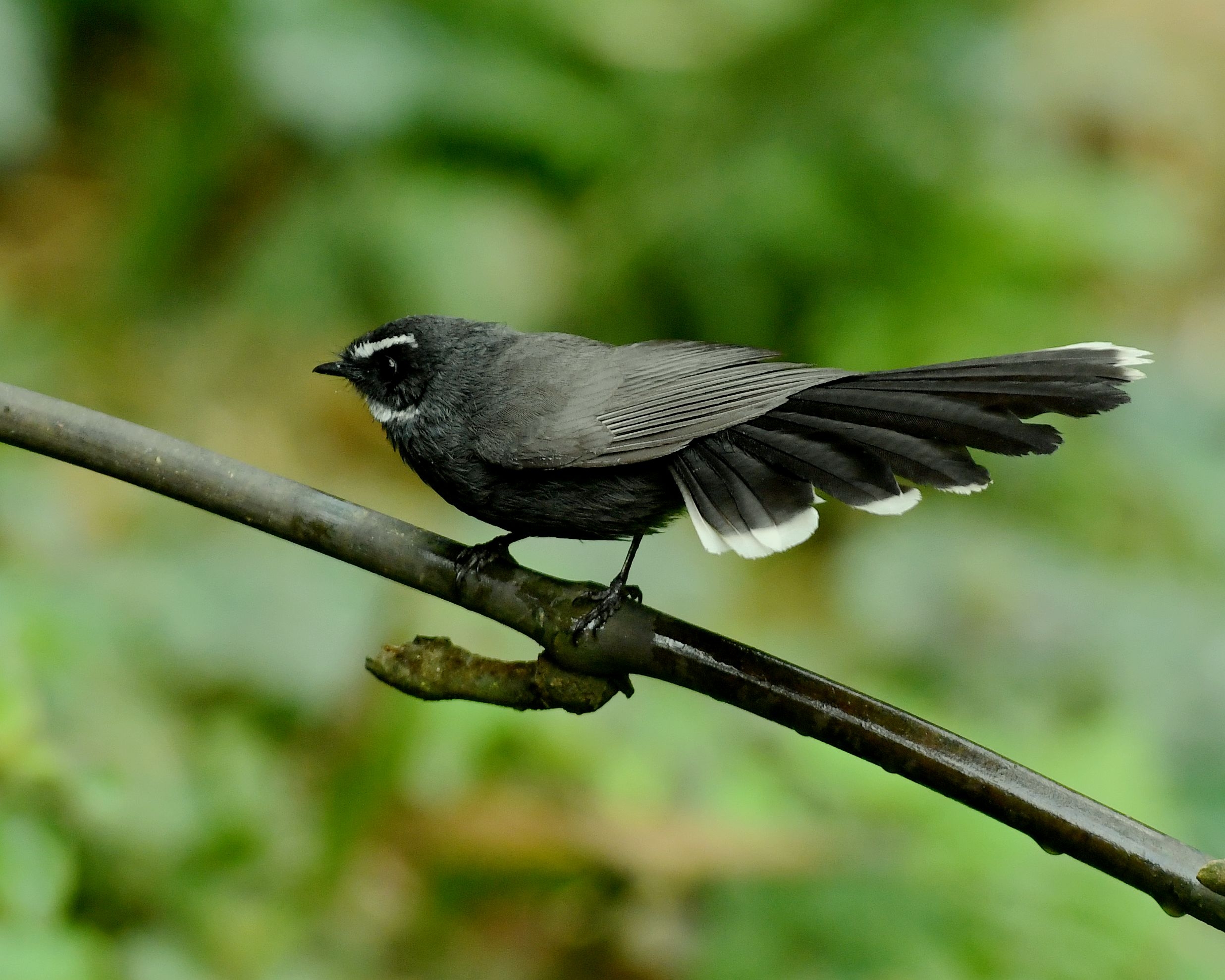 白喉扇尾鶲【首发】