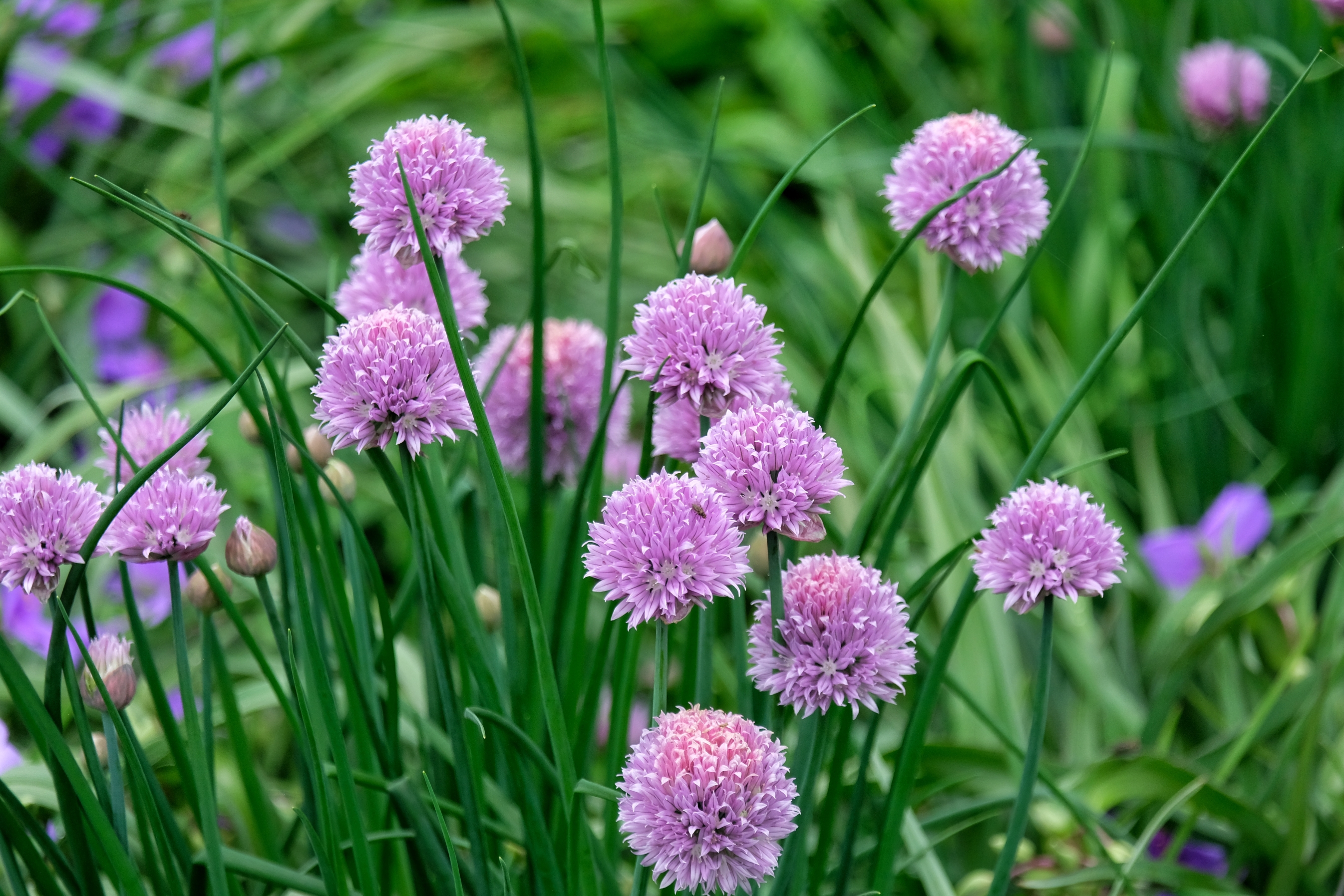 大葱花1【vv首发】