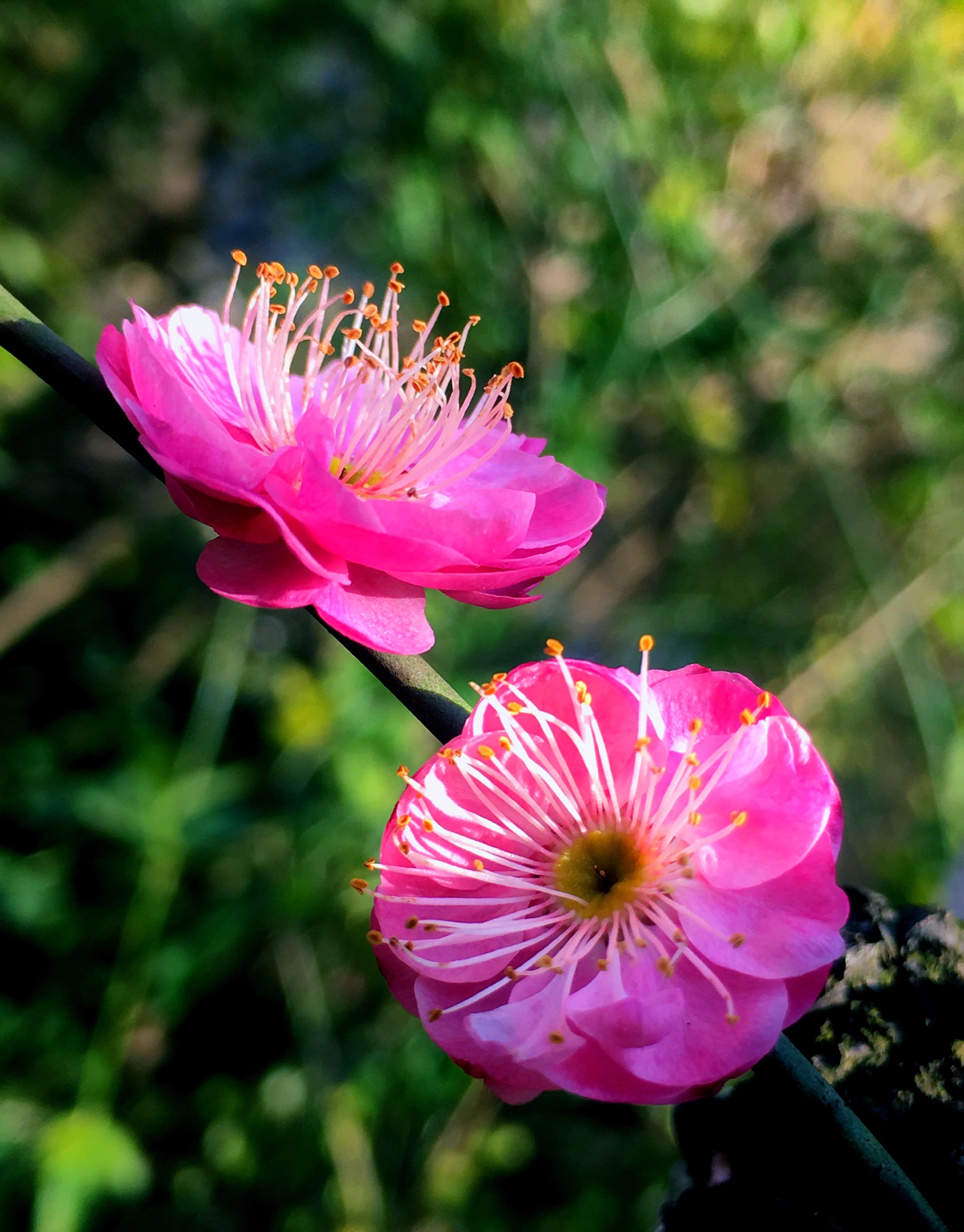 红梅迎春摄于回溪公园手机版