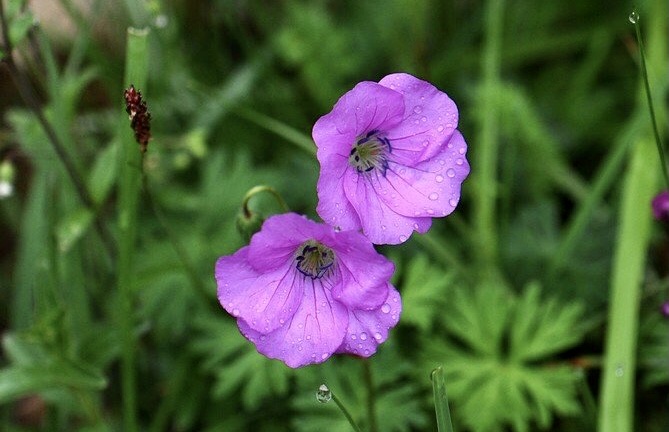 【首发】花城广州～甘青老鹳草