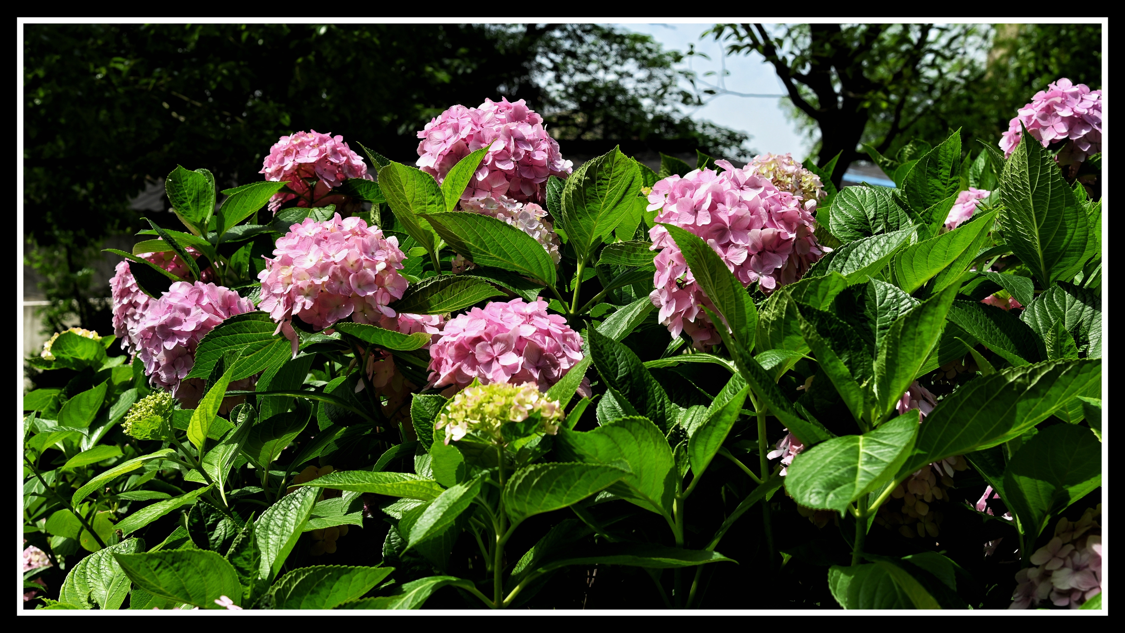 八仙绣球花《首发》
