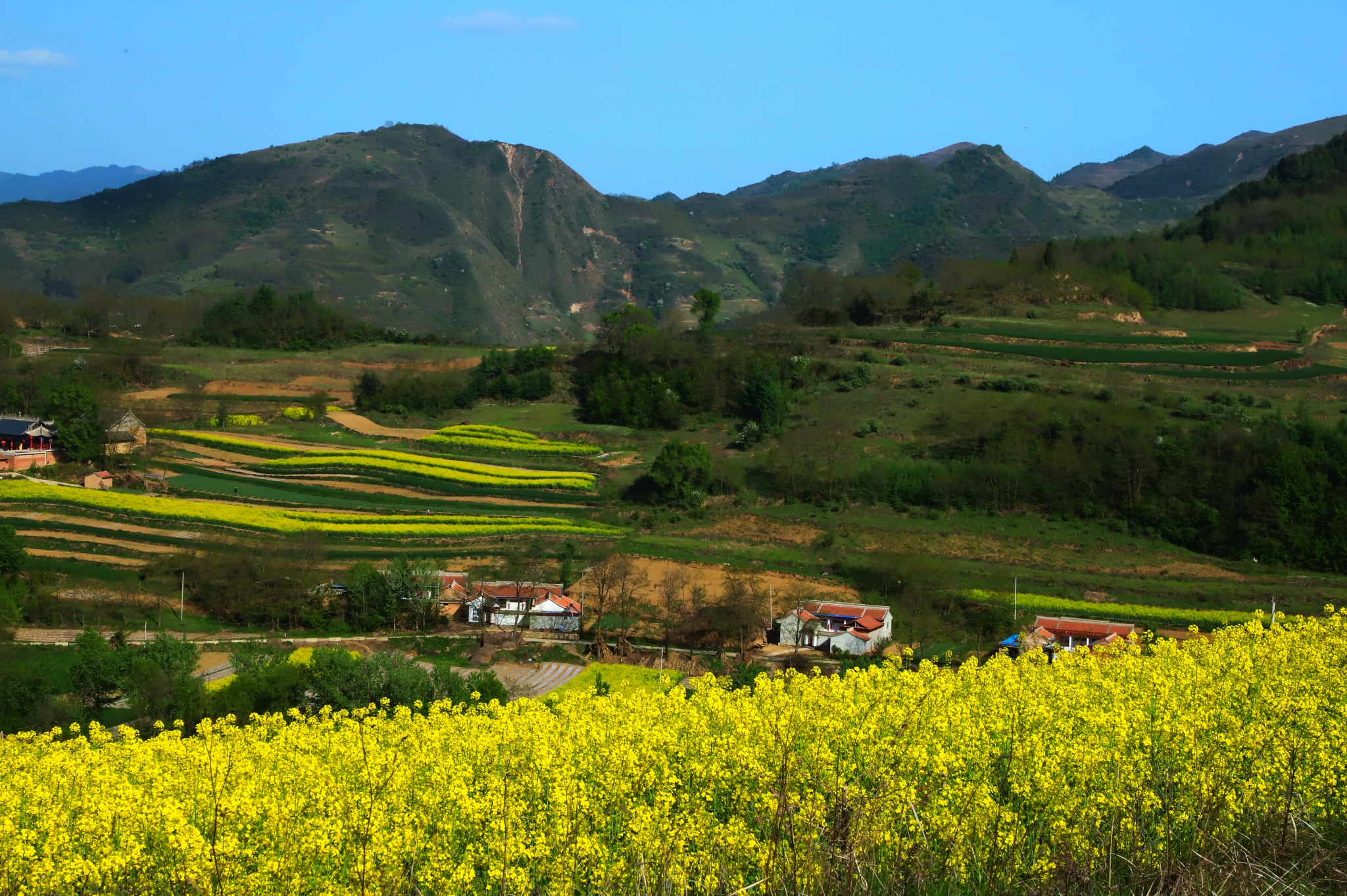 甘肅隴南禮縣寬川油菜花.