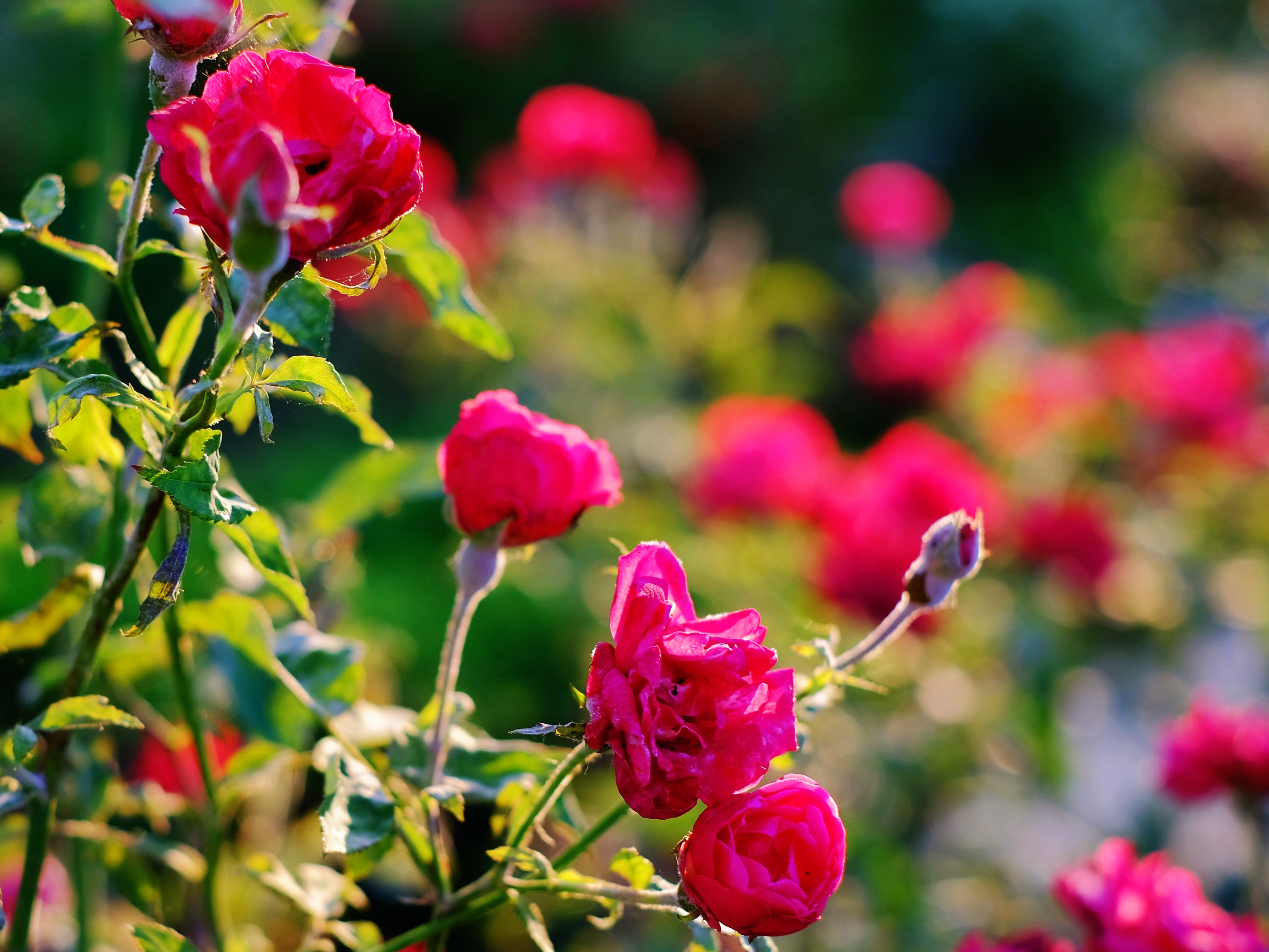 红艳艳的蔷薇花