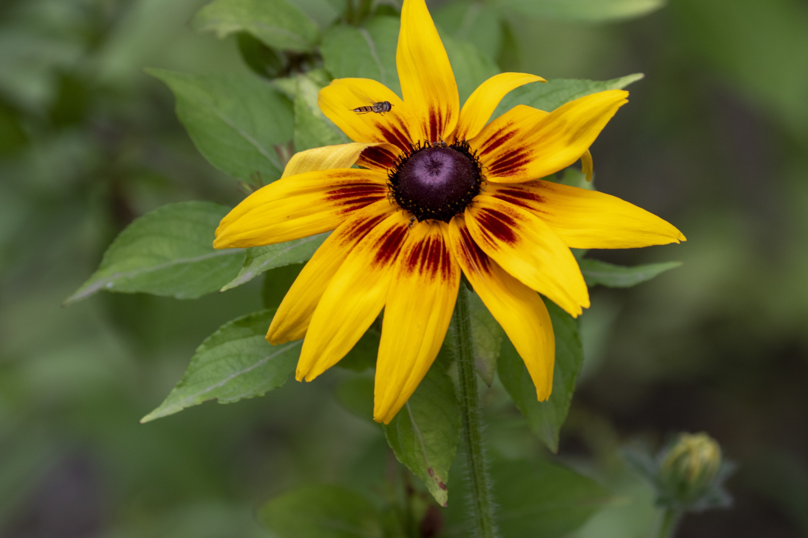 下,发出璀璨夺目的光芒,它们迎着太阳开放的样子,颇有点向日葵的范!