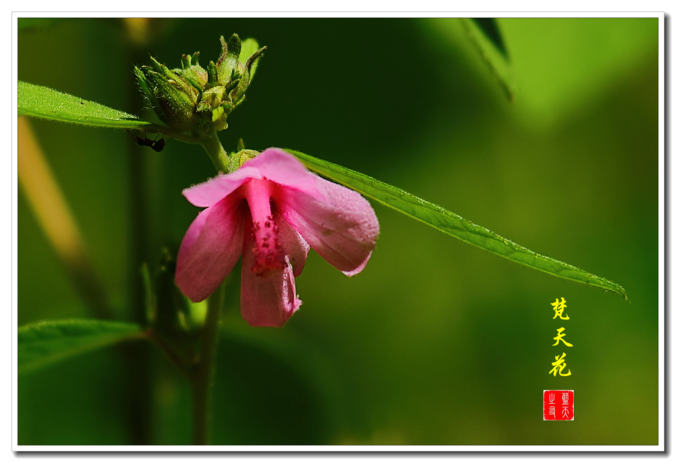 【首发】美丽的梵天花