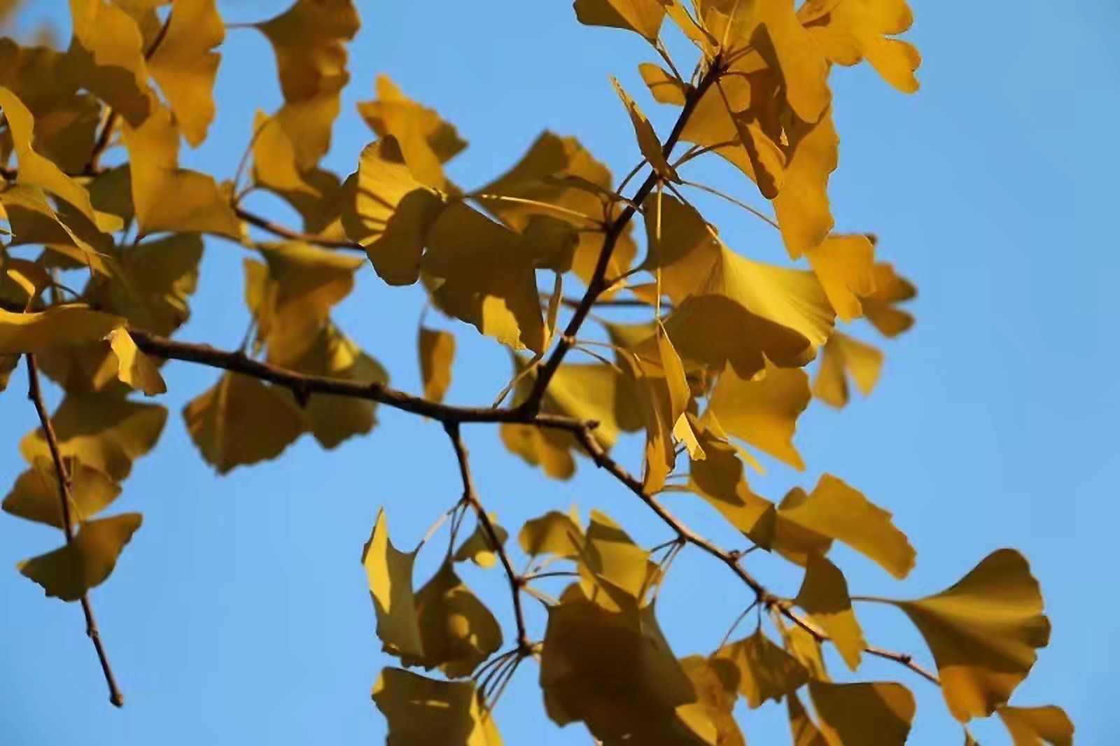 丹东秋韵银杏树