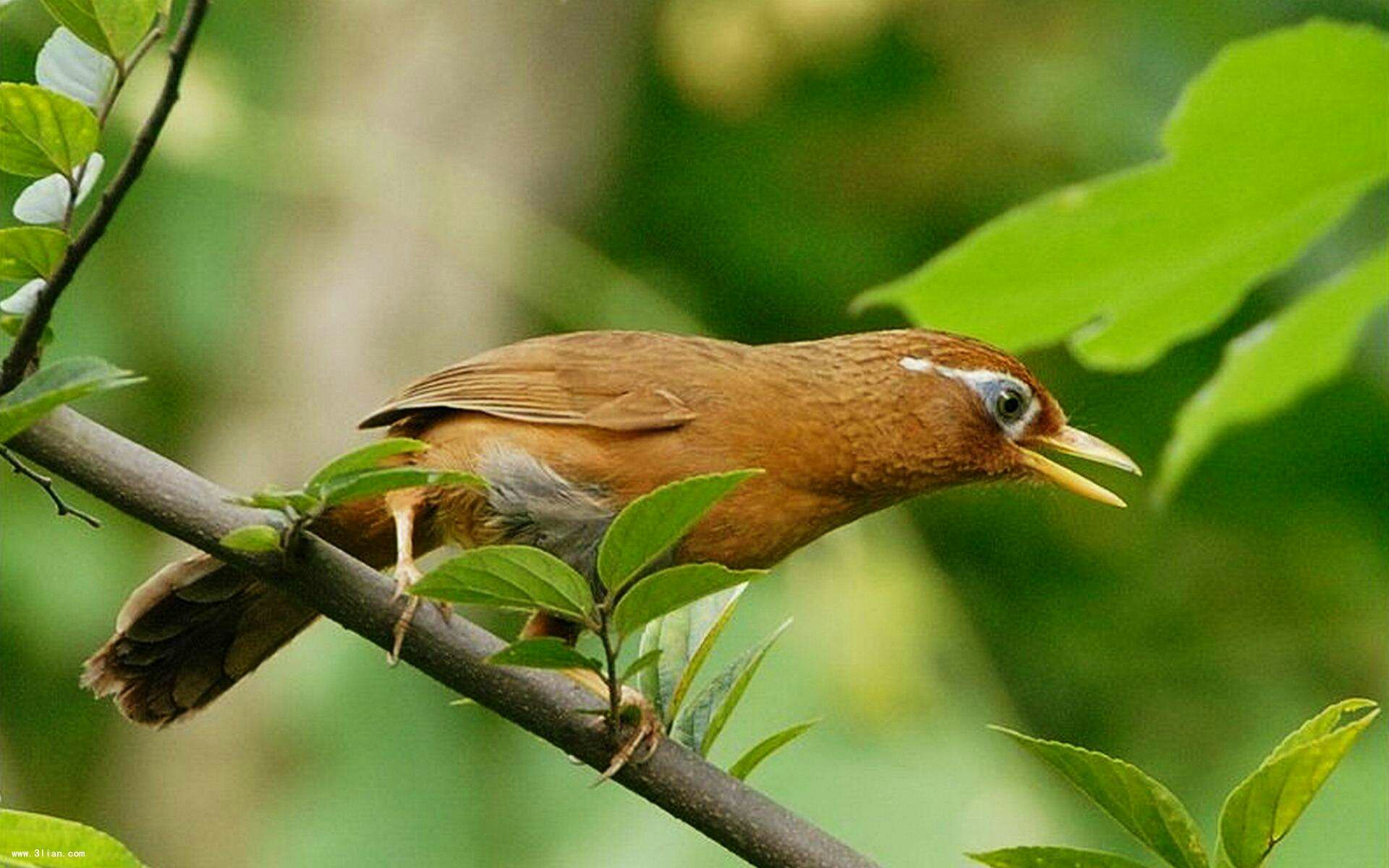 鳥中嗓音最亮,最動聽——畫眉鳥