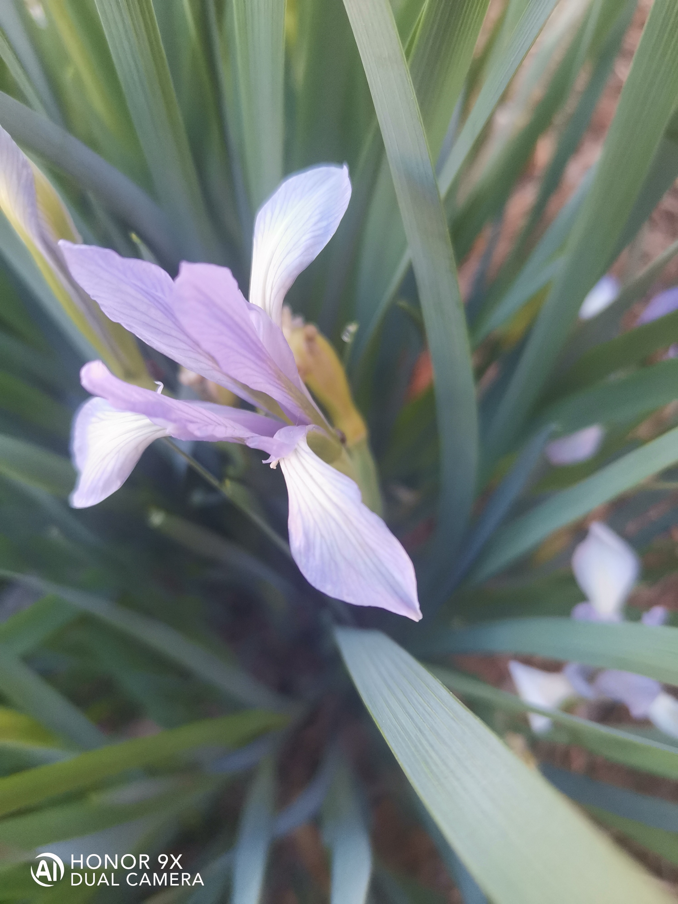 马兰花〈首发〉