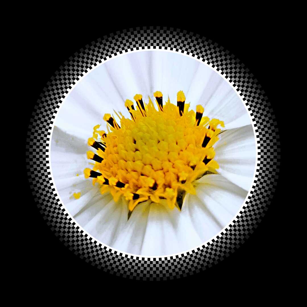 【西窗剪烛】诗词合集(第890集)之——《微距摄影小花开》【原创首发