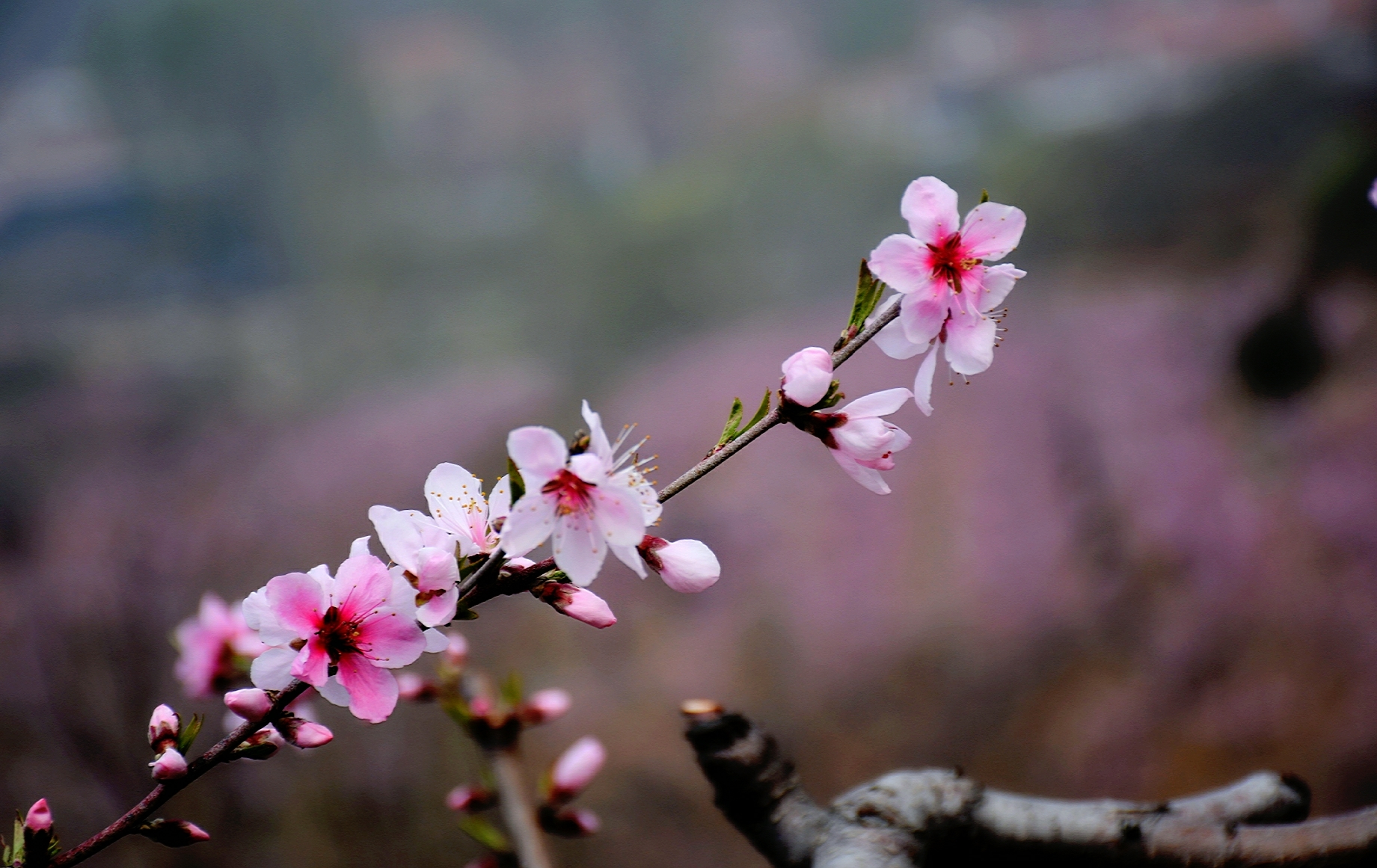 山野桃花朵朵开
