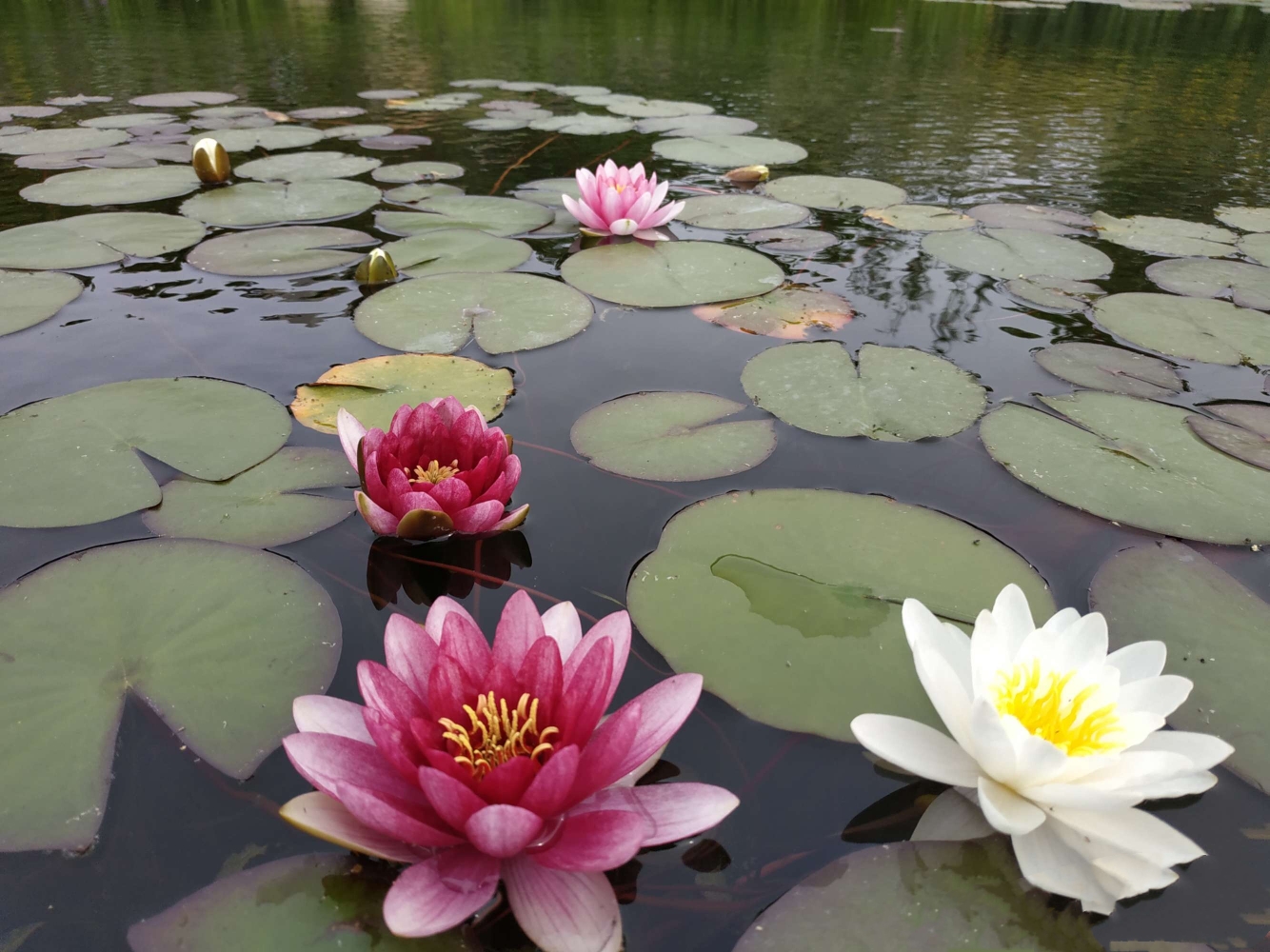 水中莲花心上佛