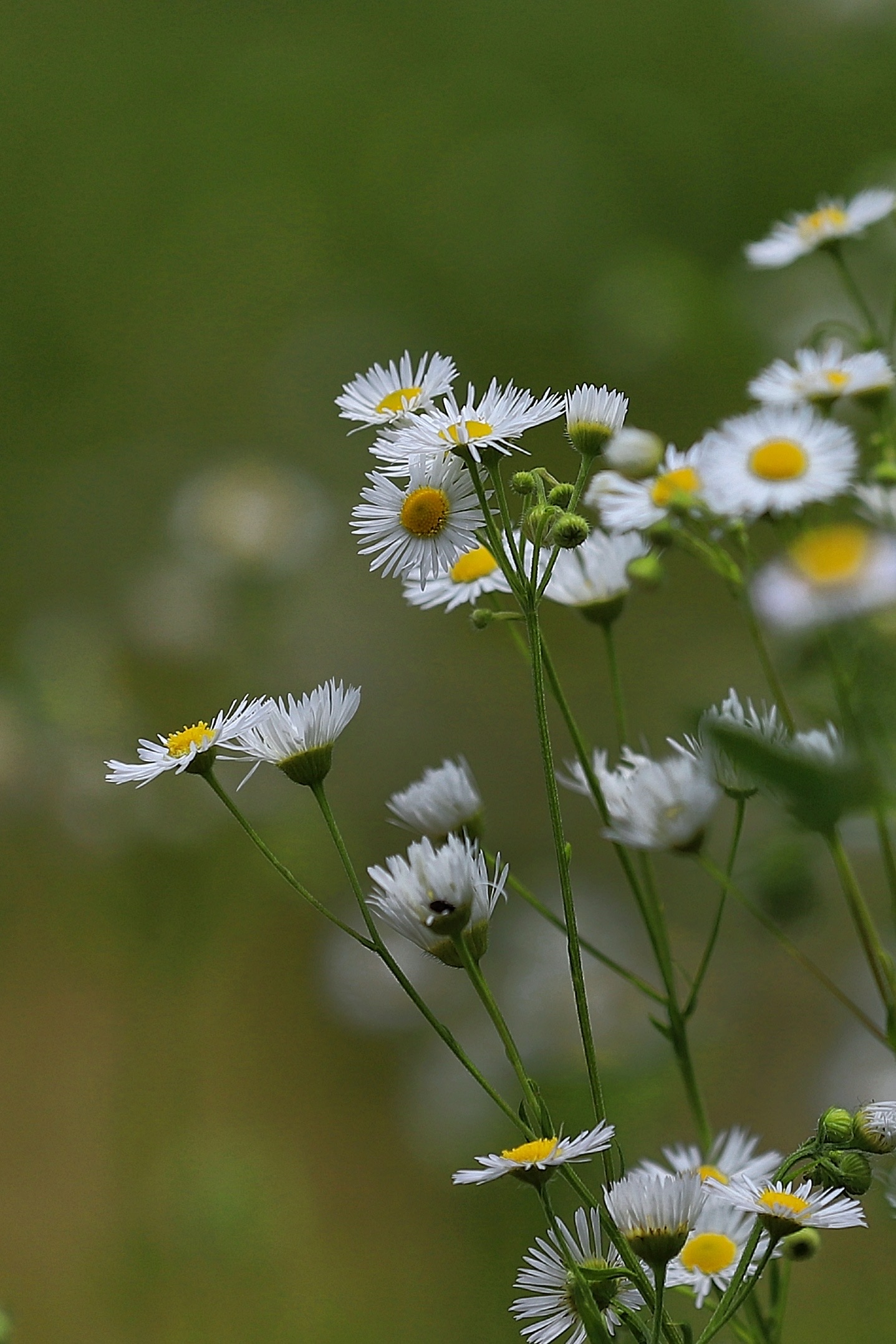 夏日里的野花～一年蓬