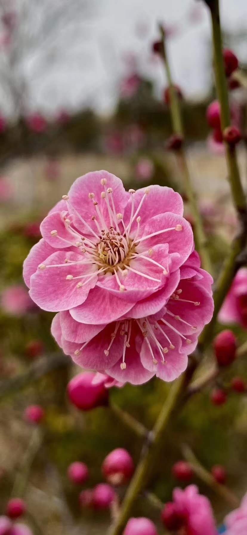 鹤翔蓝天比翼双飞(九)