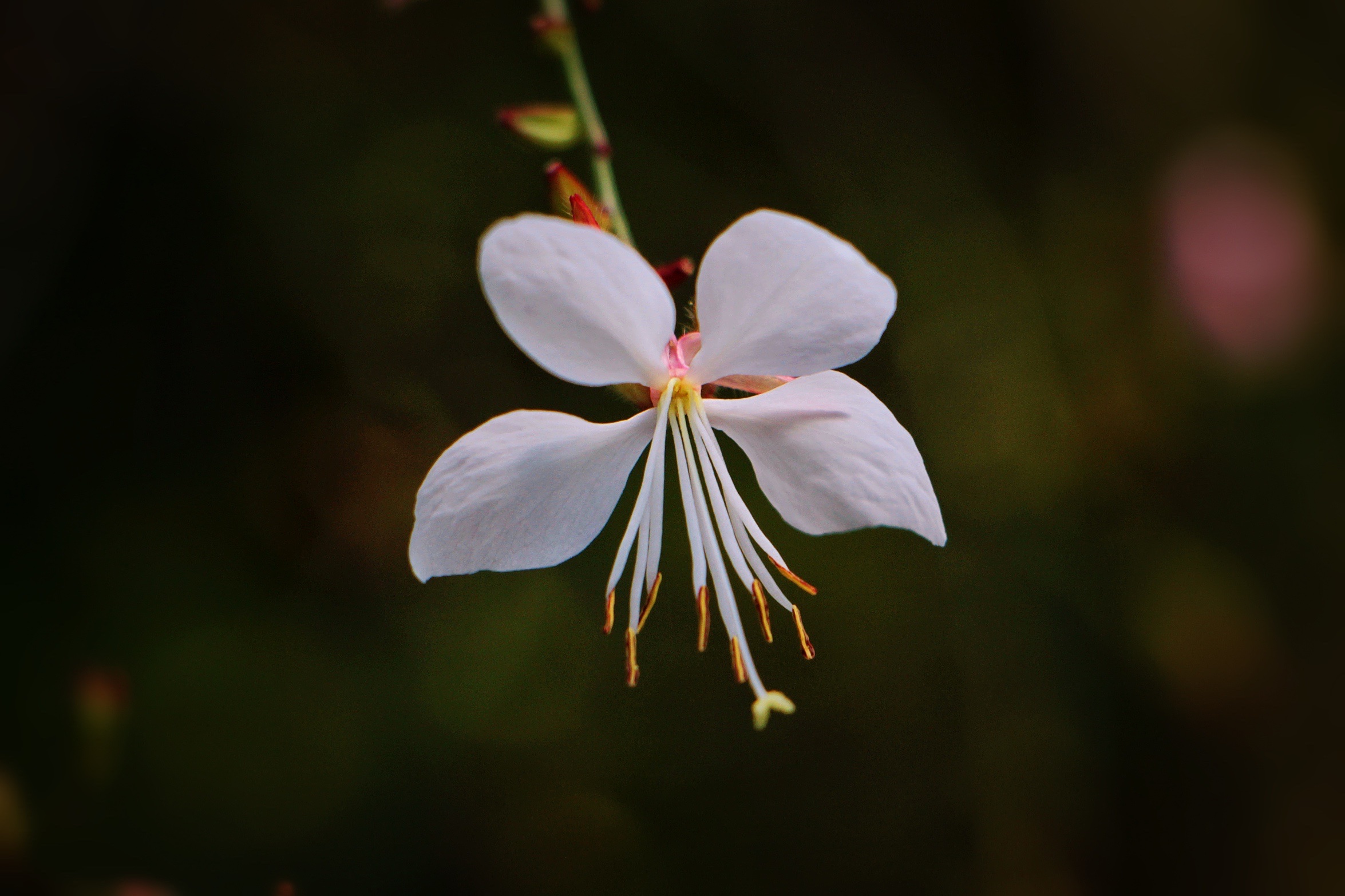 【首发】微拍白蝶花
