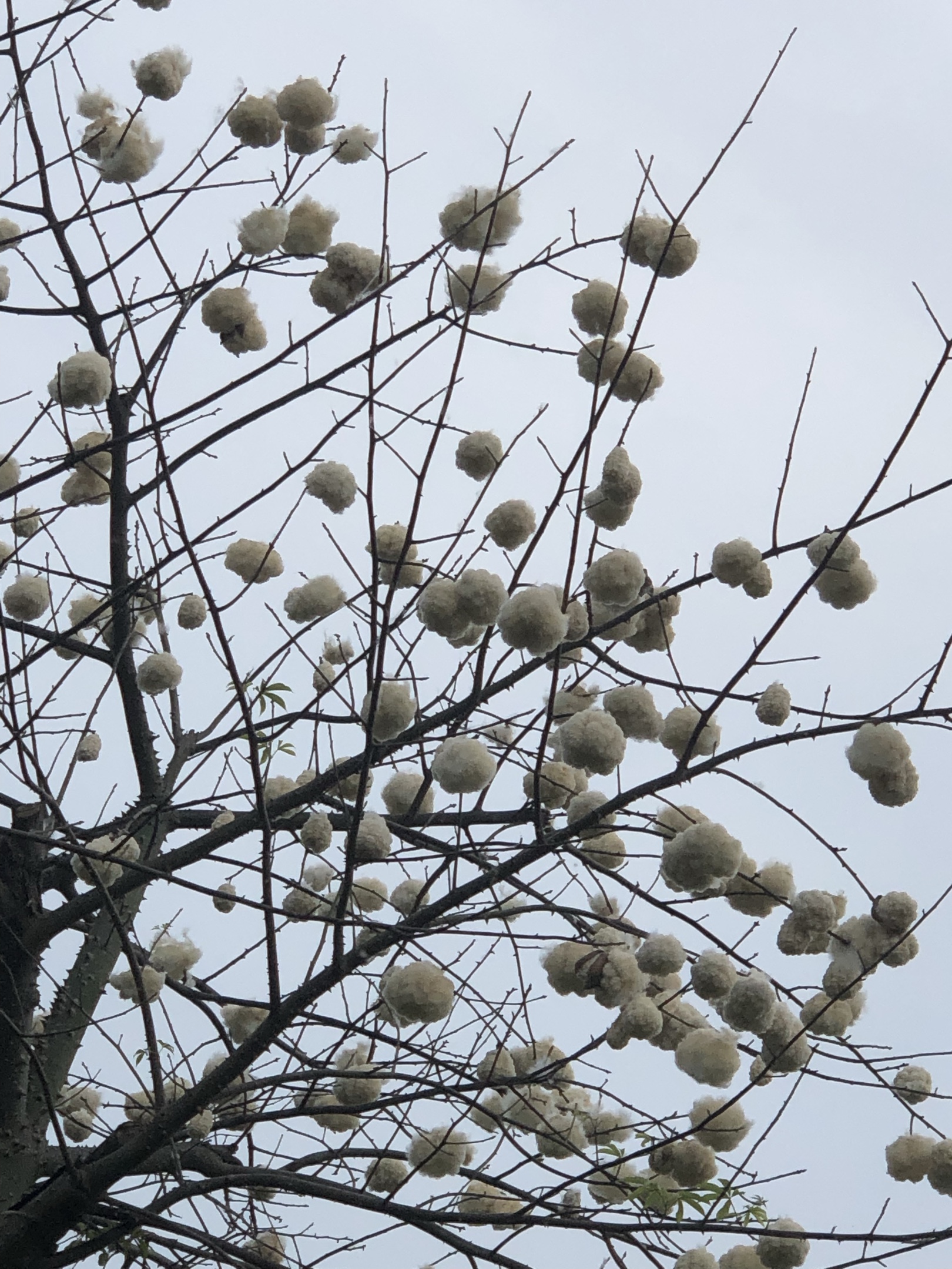 木棉花气味图片